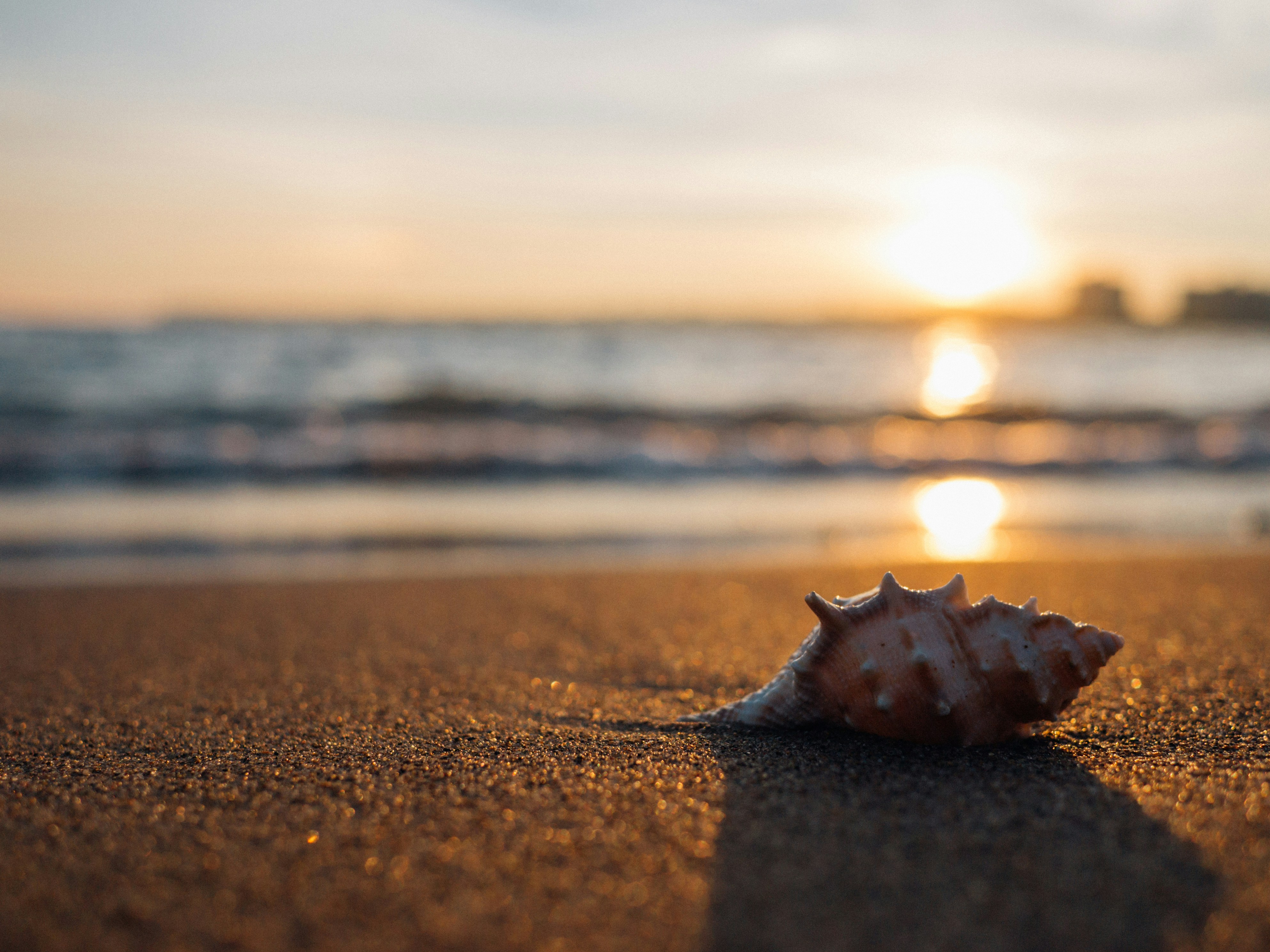 shell on seashore at sunset