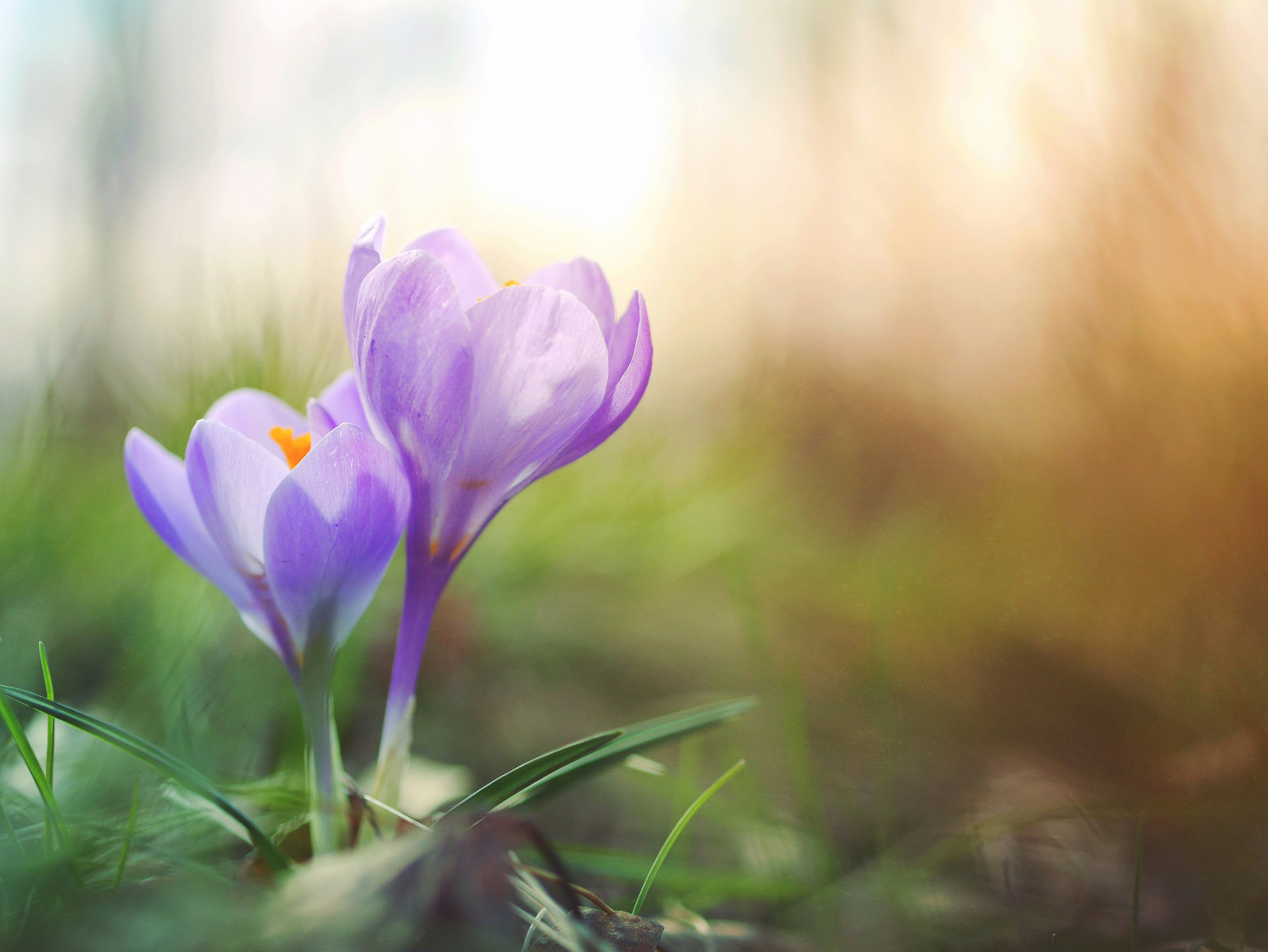 purple flowers near ground