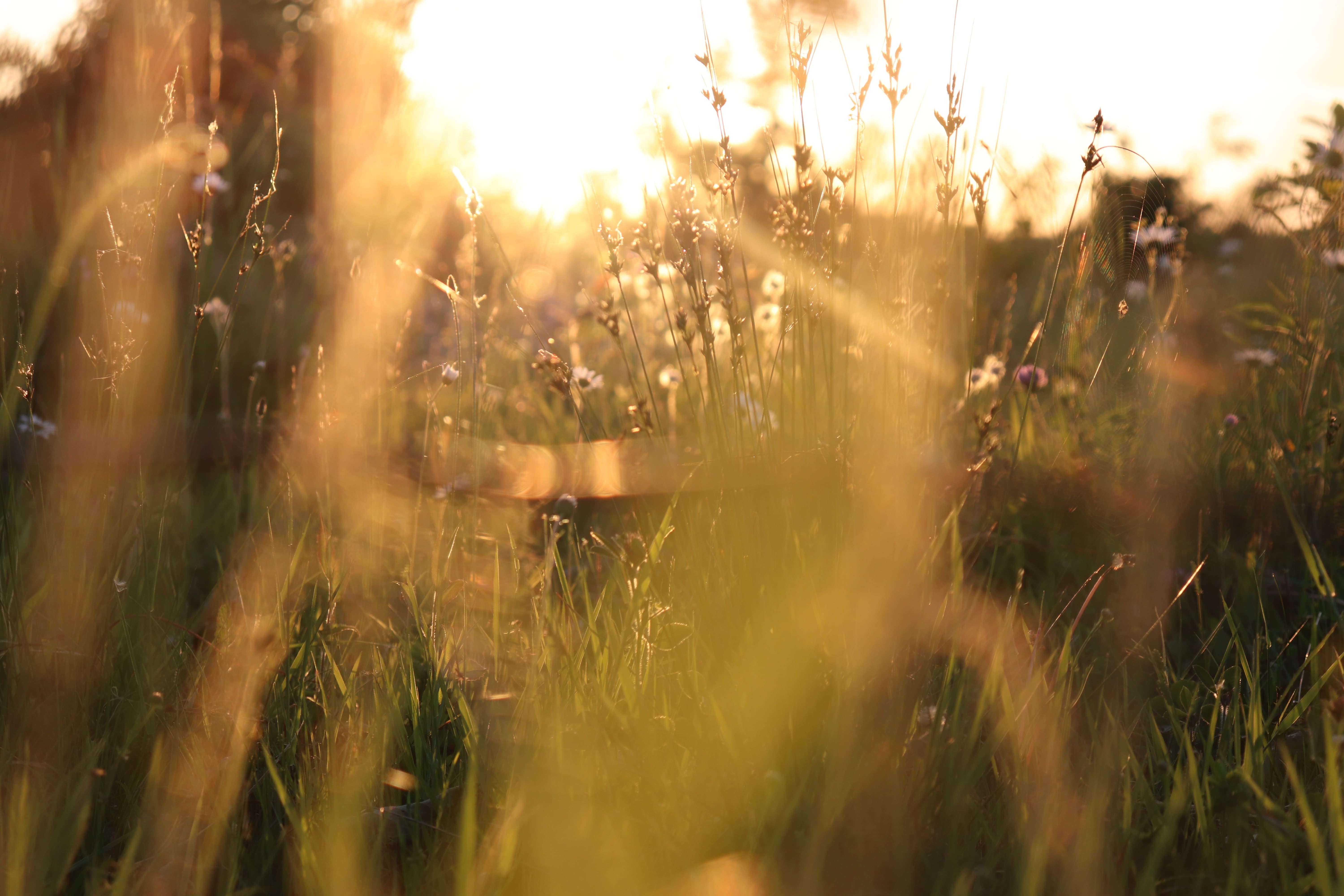 gold sunlight through grass