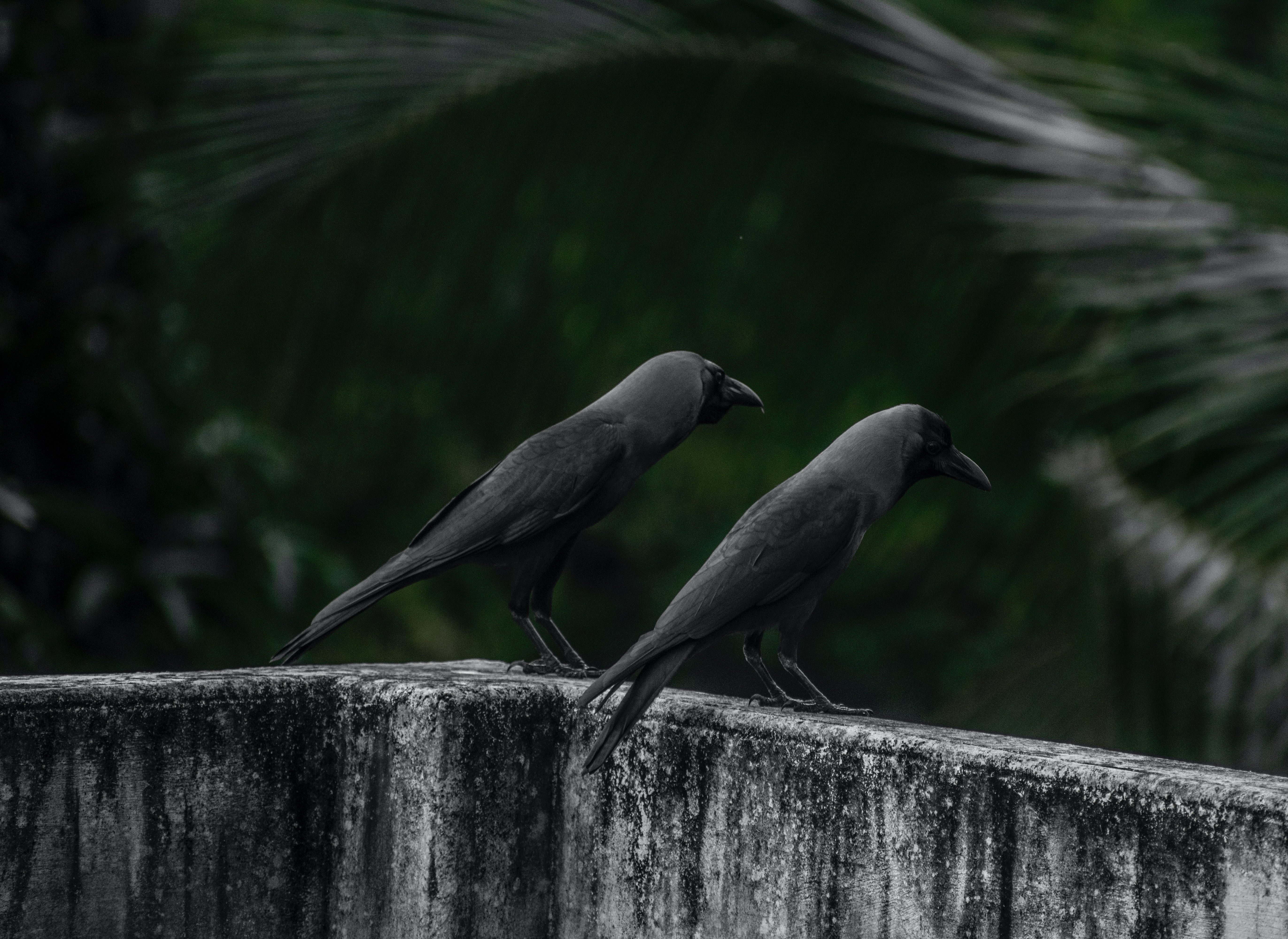 two crows look down at something