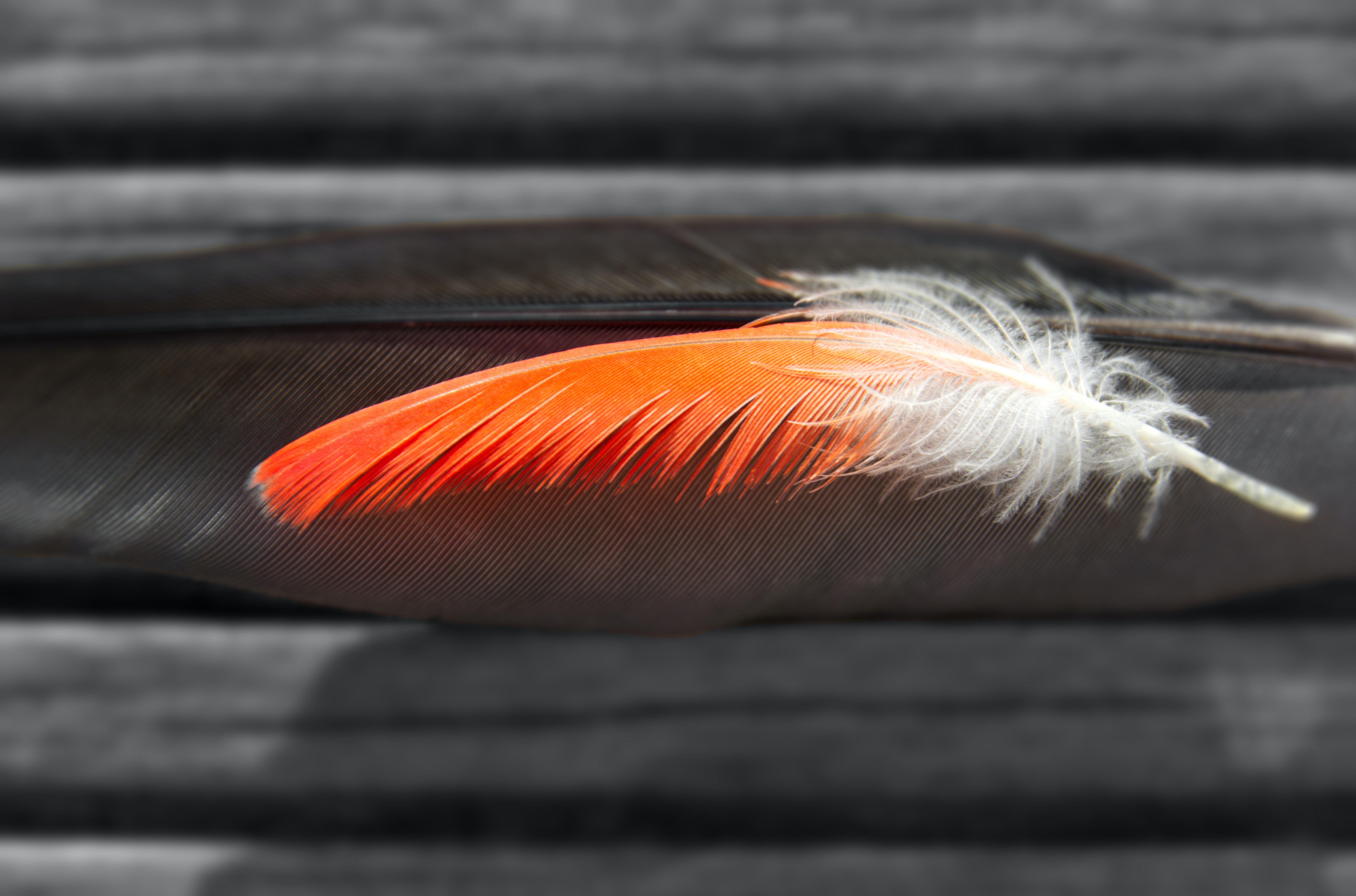 feather turning orange