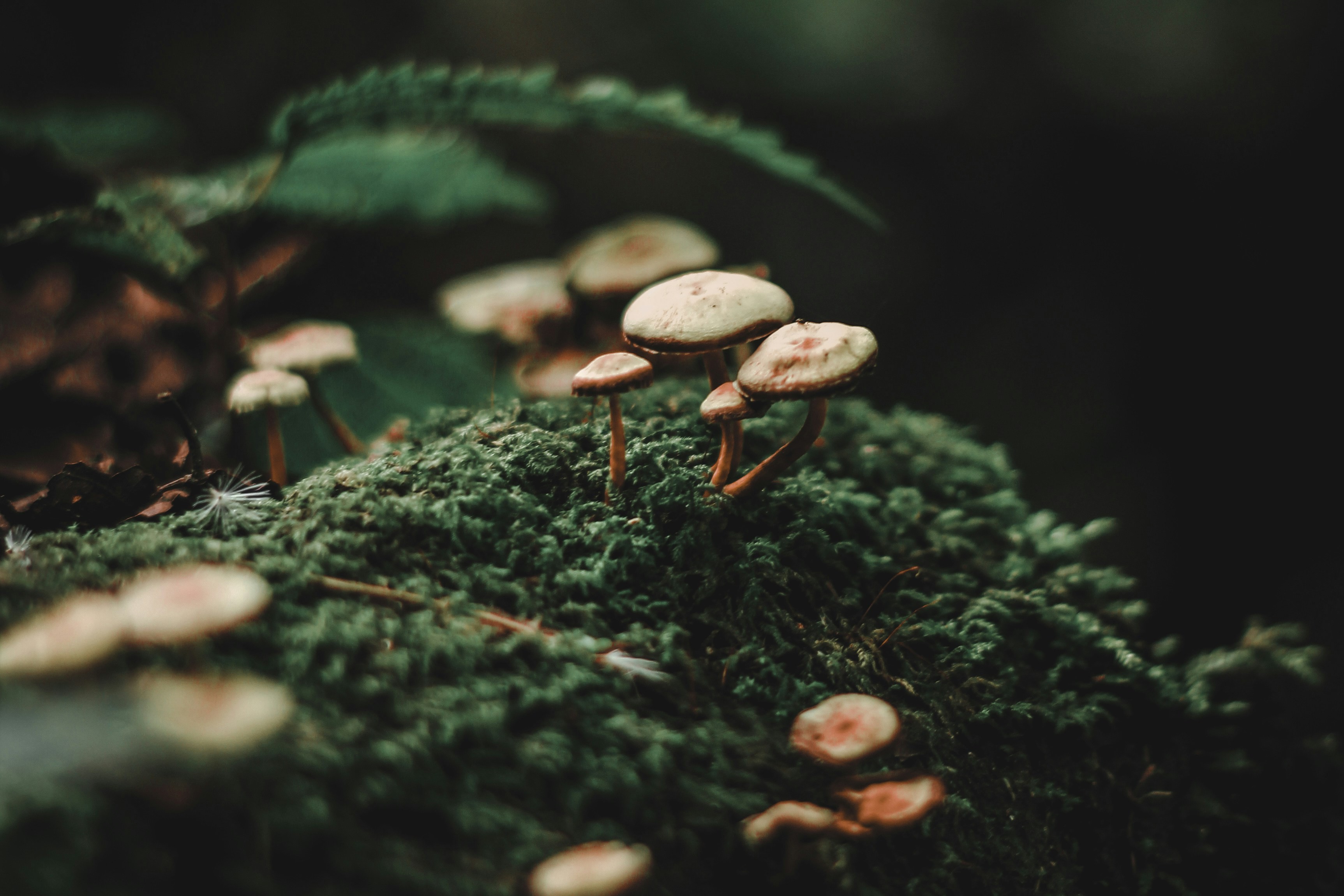 small white mushrooms growing out of mossy ground