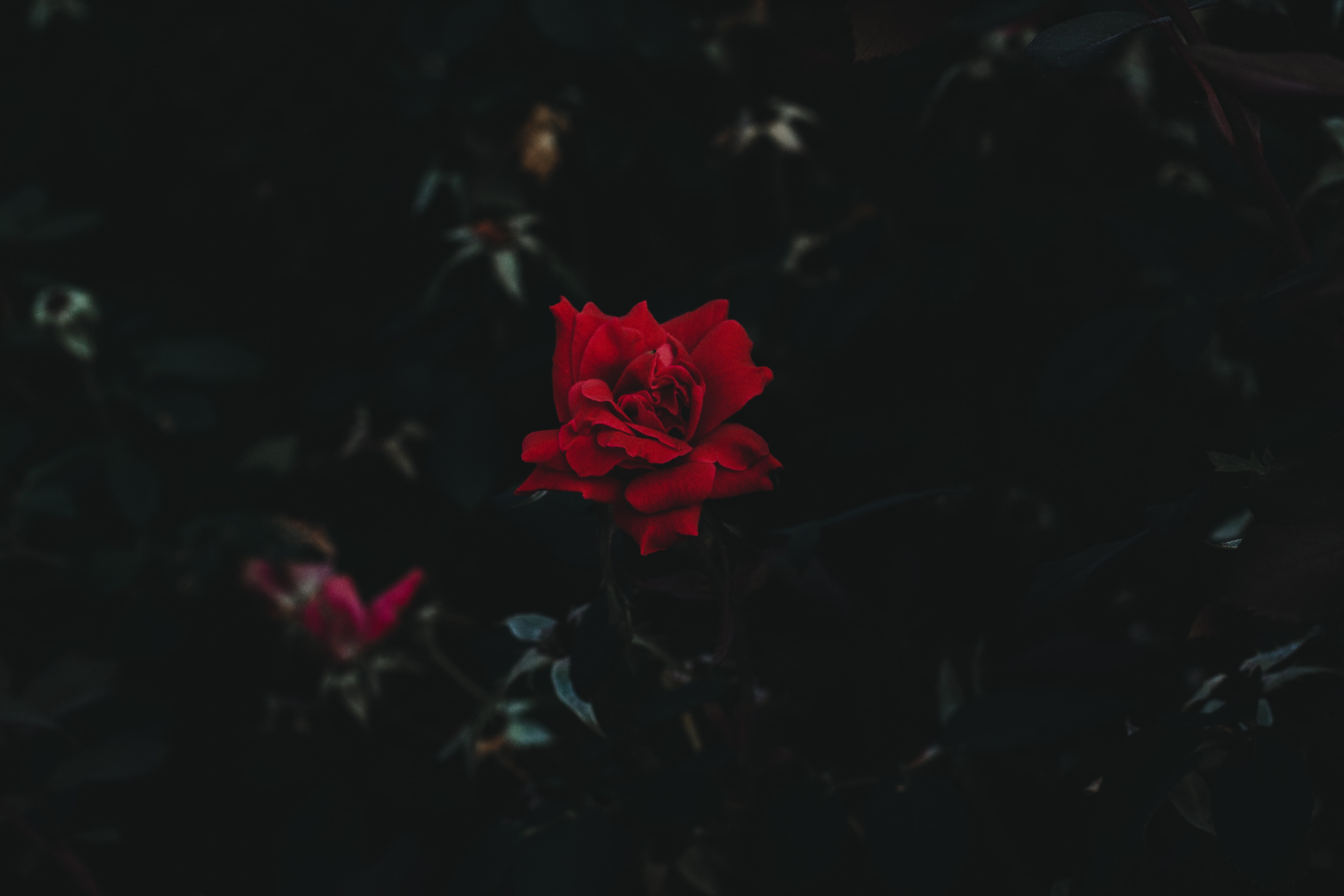 red flower on dark background