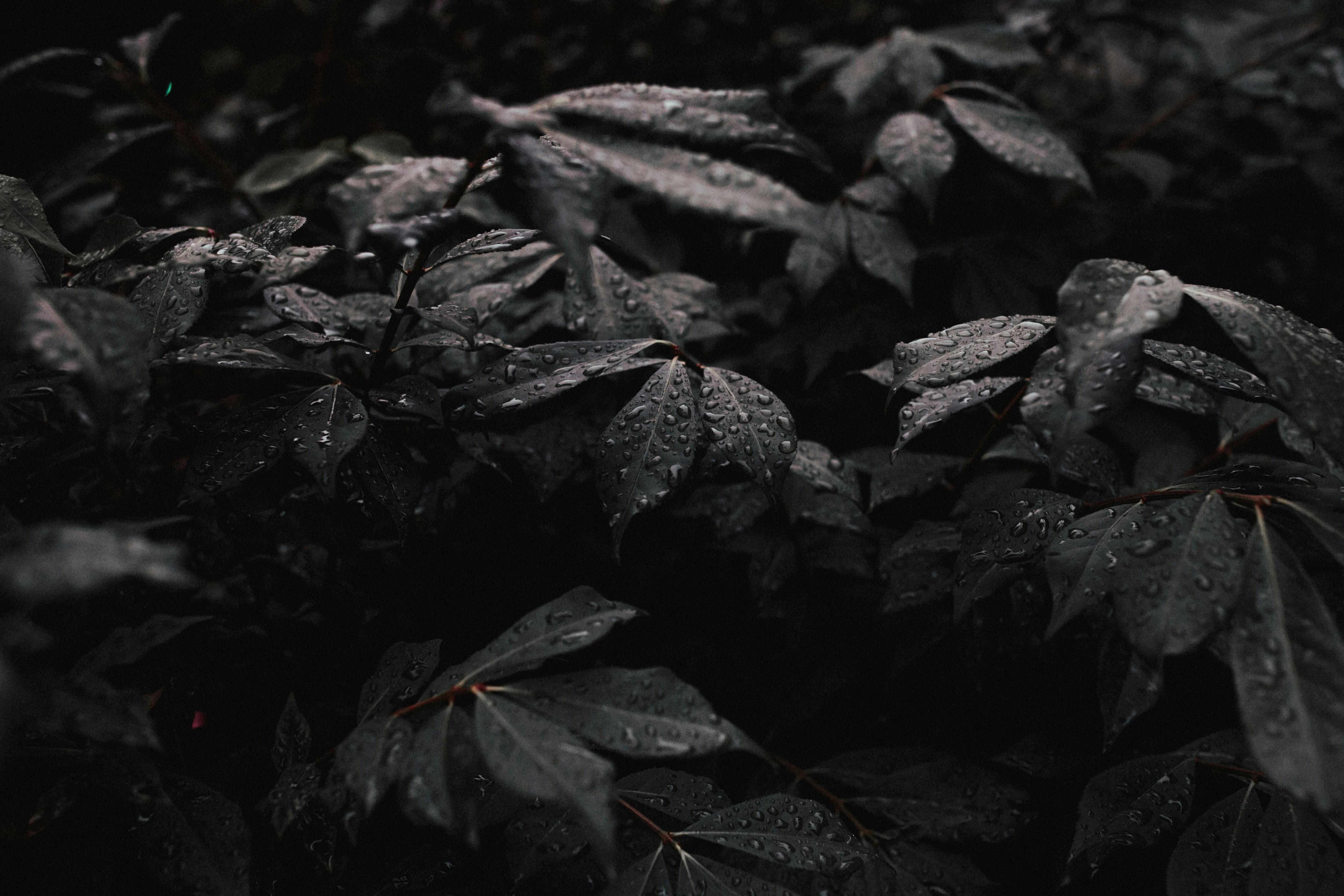 water drops on dark foliage