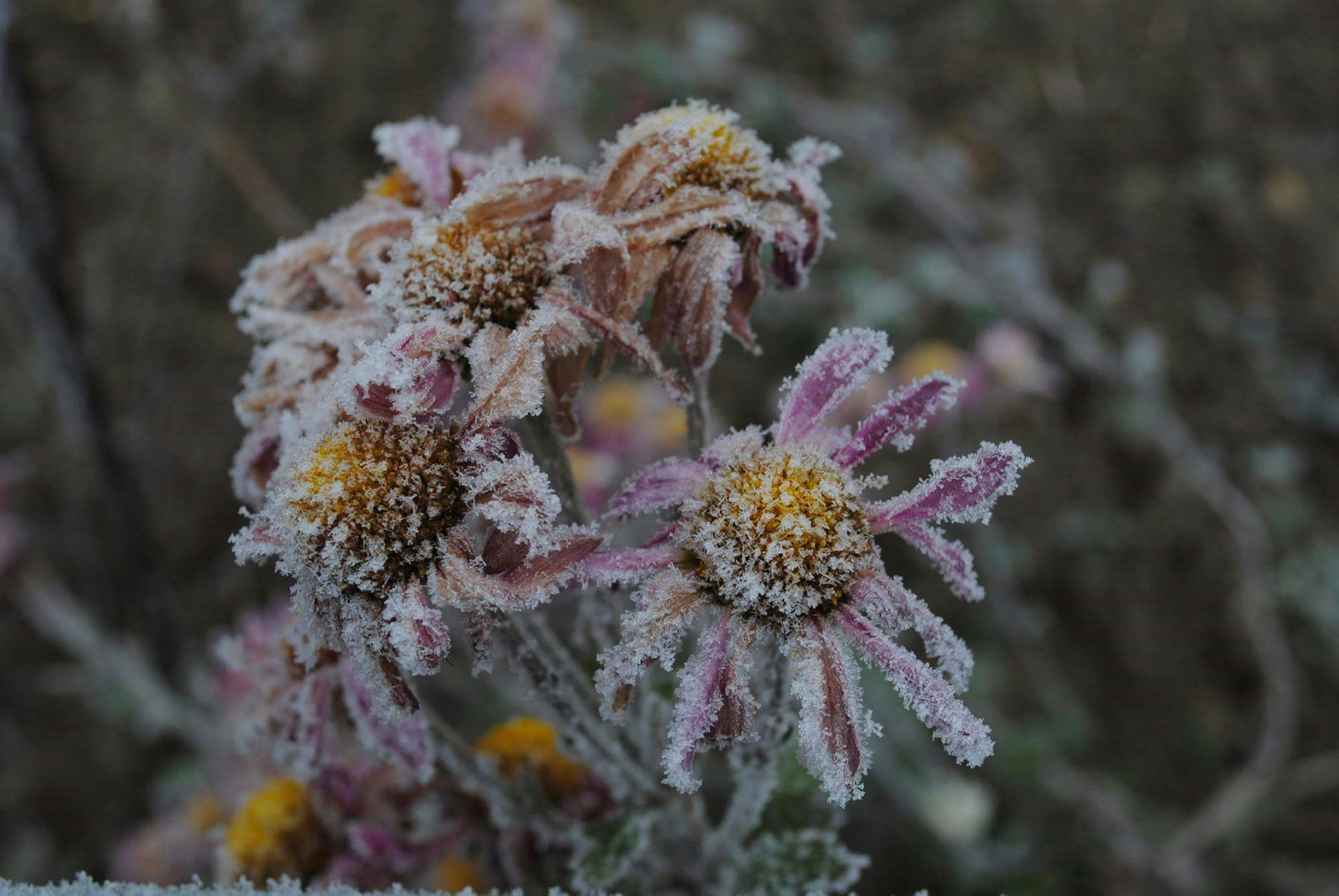 frosted flowers wilting