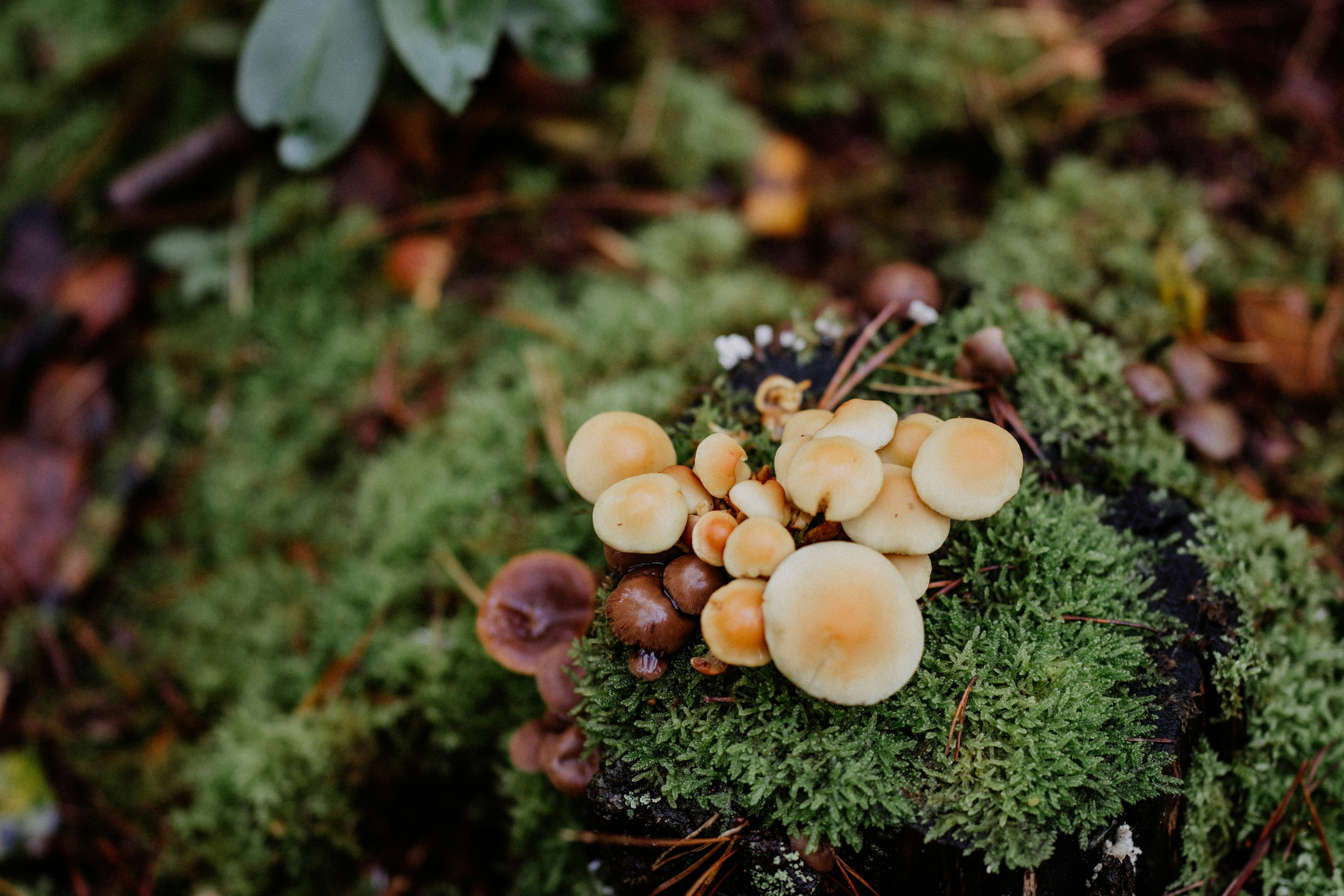 mushrooms rising out of green forest moss