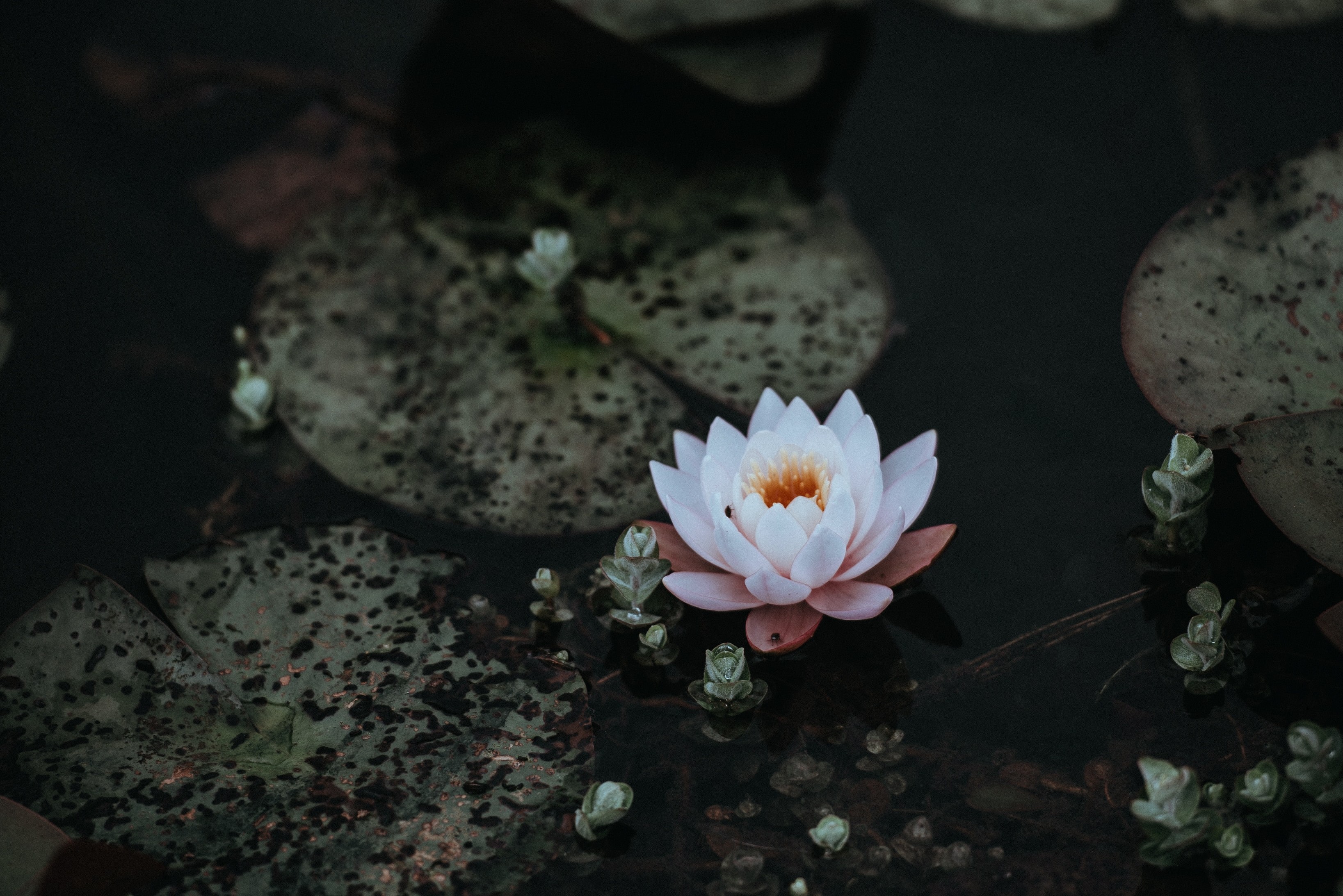 water lily on murky water