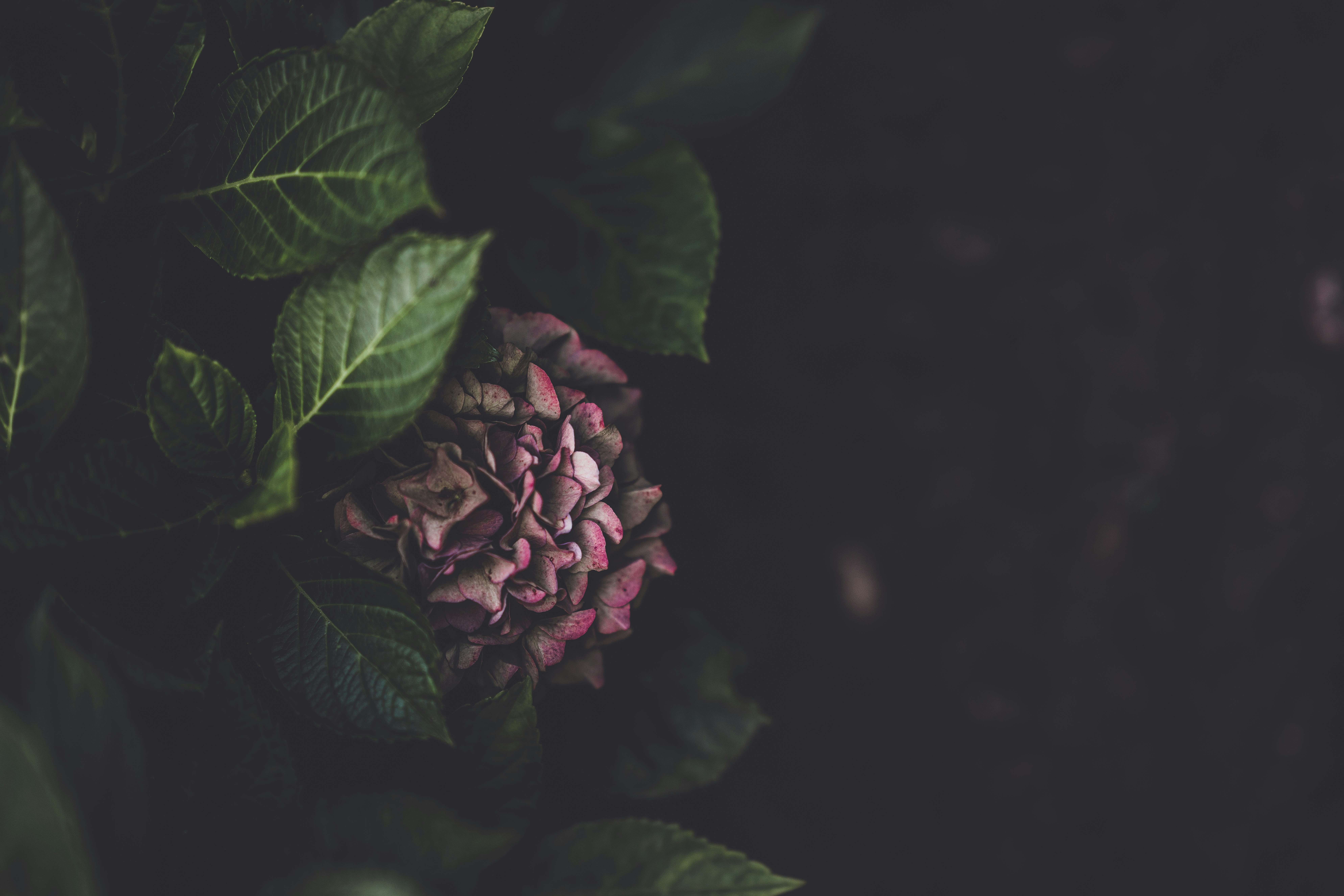 pink hydrangea peeking out of dark greenery