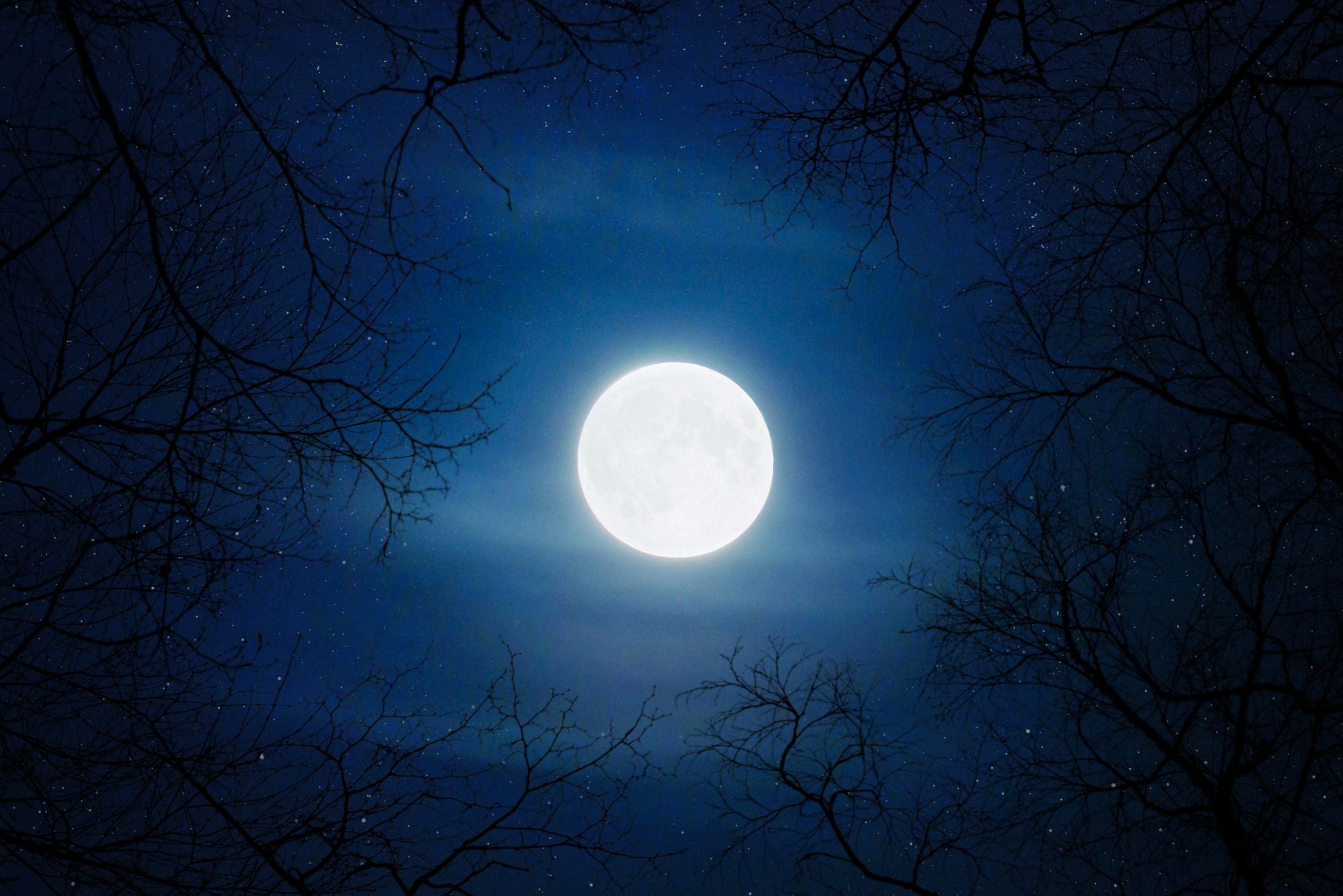 full moon through tree branches