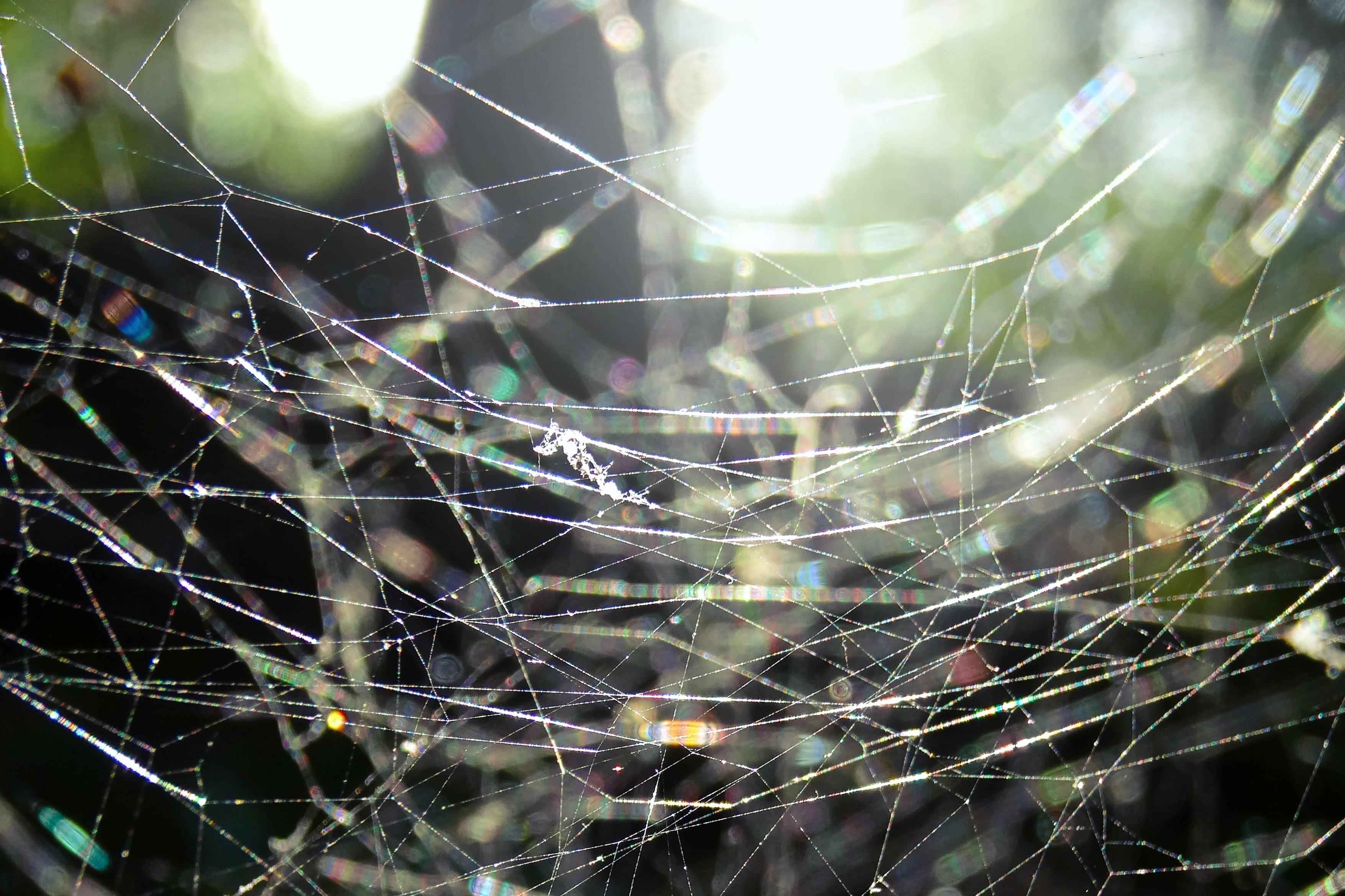 rainbow-colored water droplets on a spiderweb