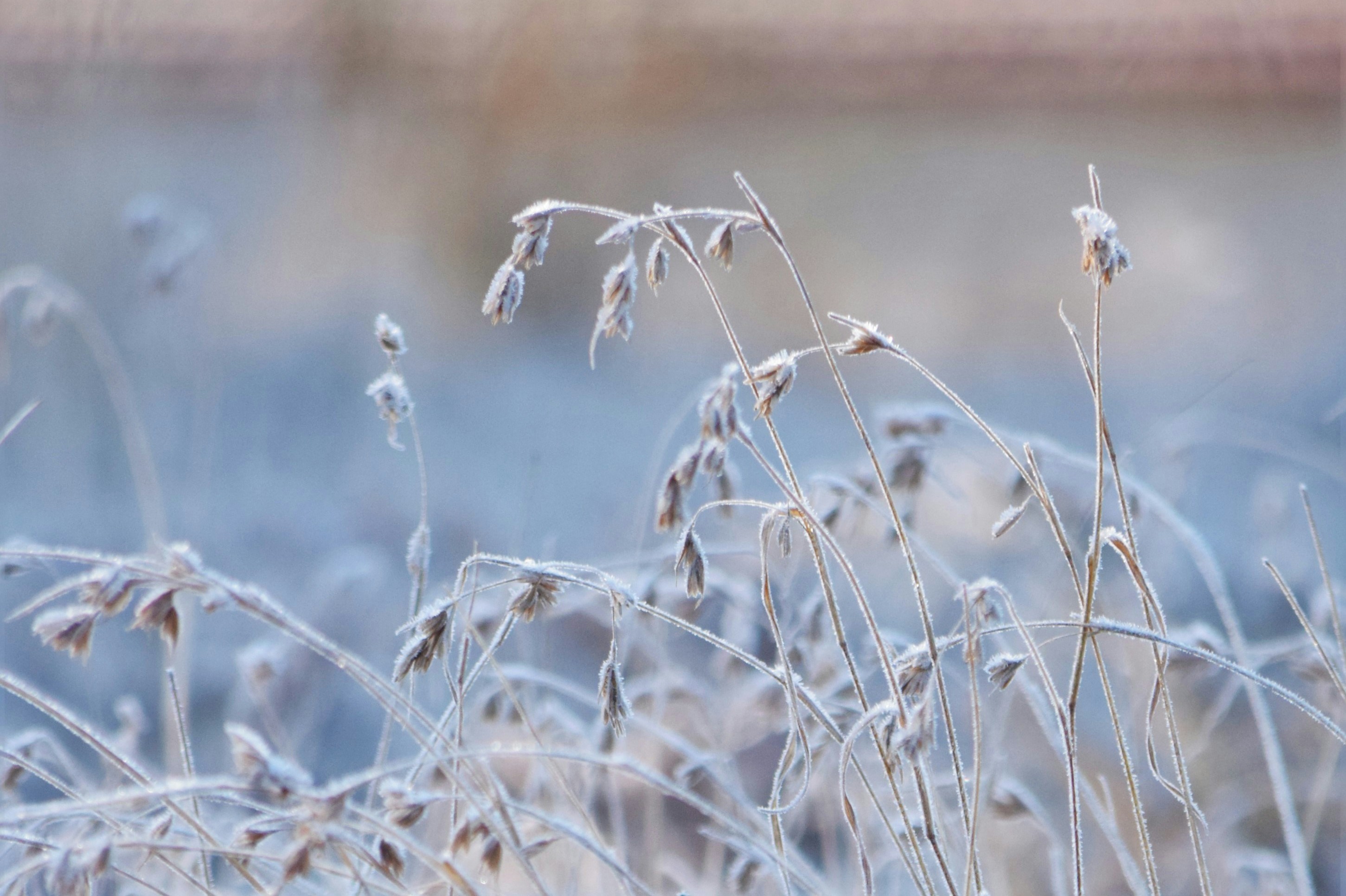 frostbitten wheat stalks