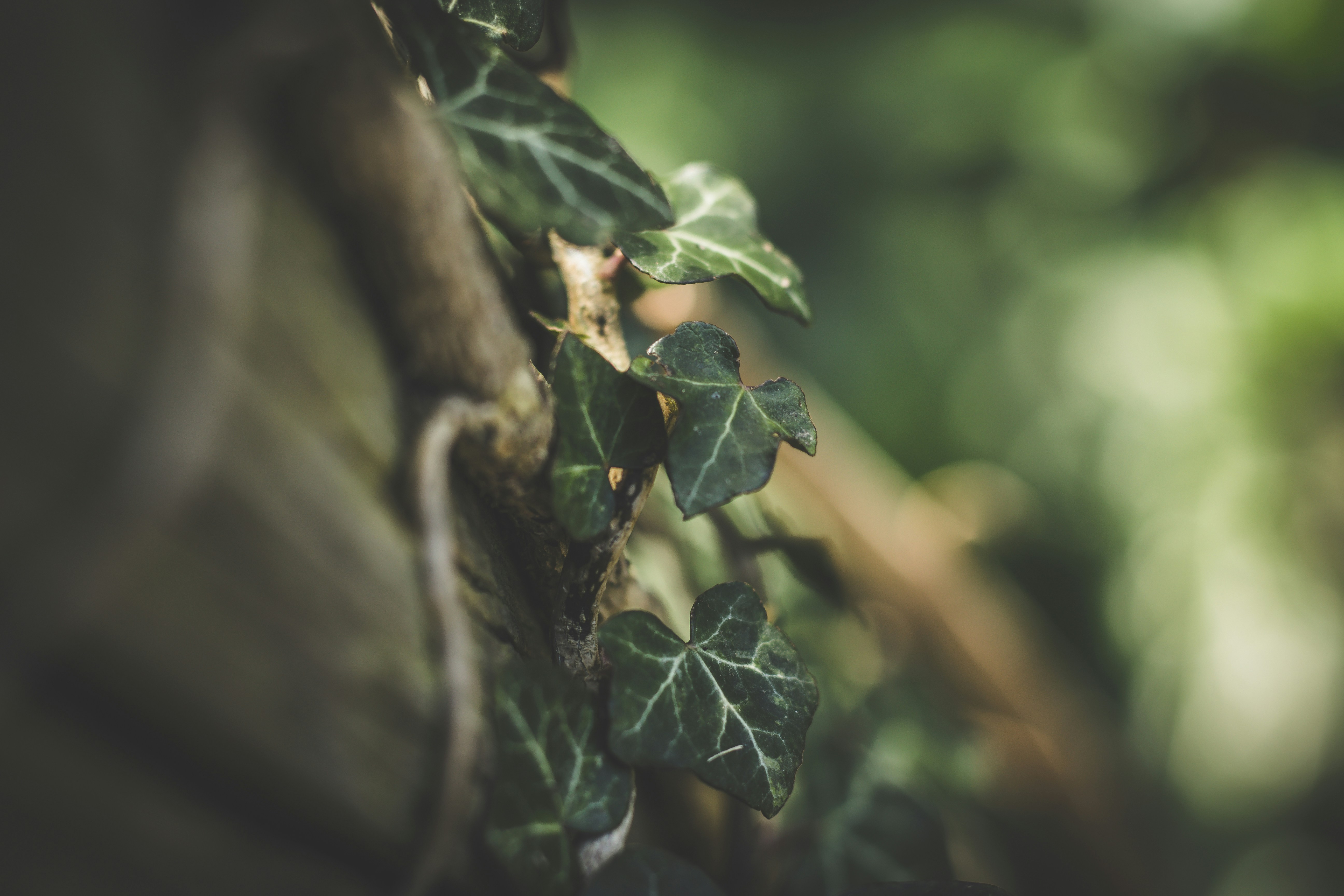 ivy coiling around tree