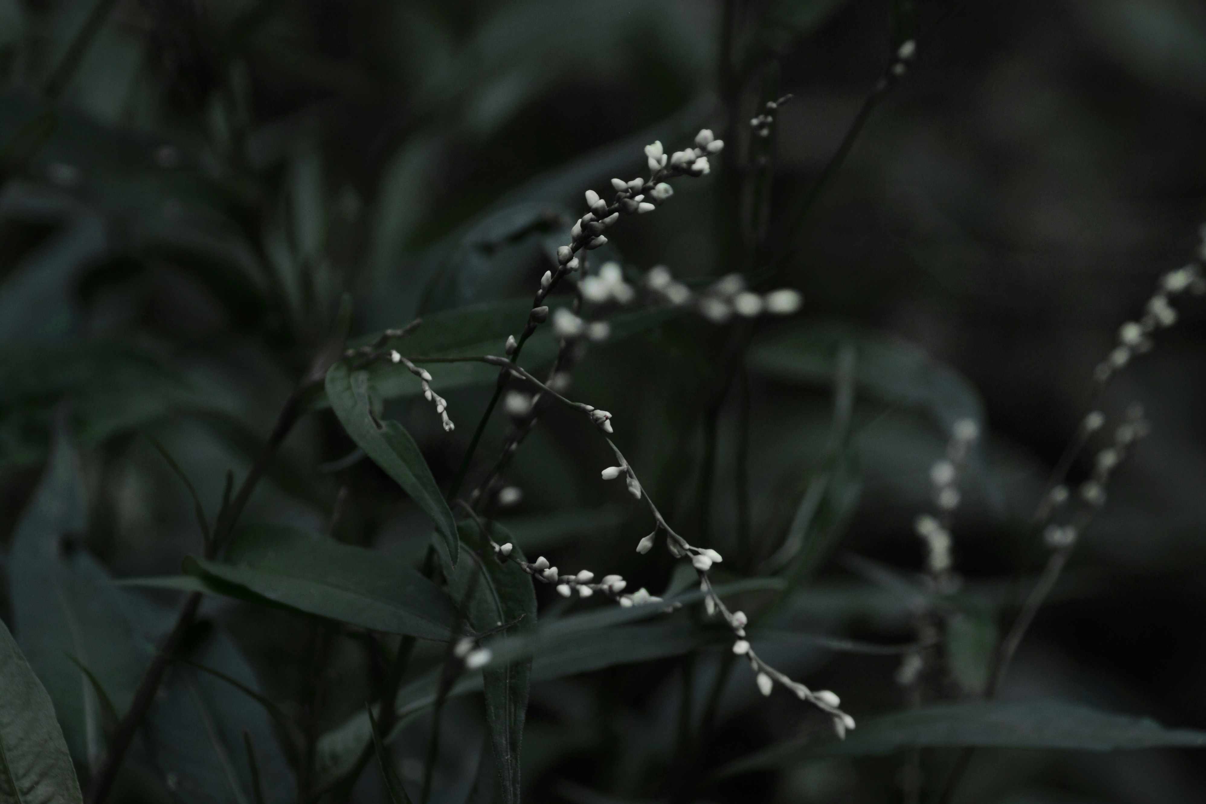 small white flowers on a dark green background