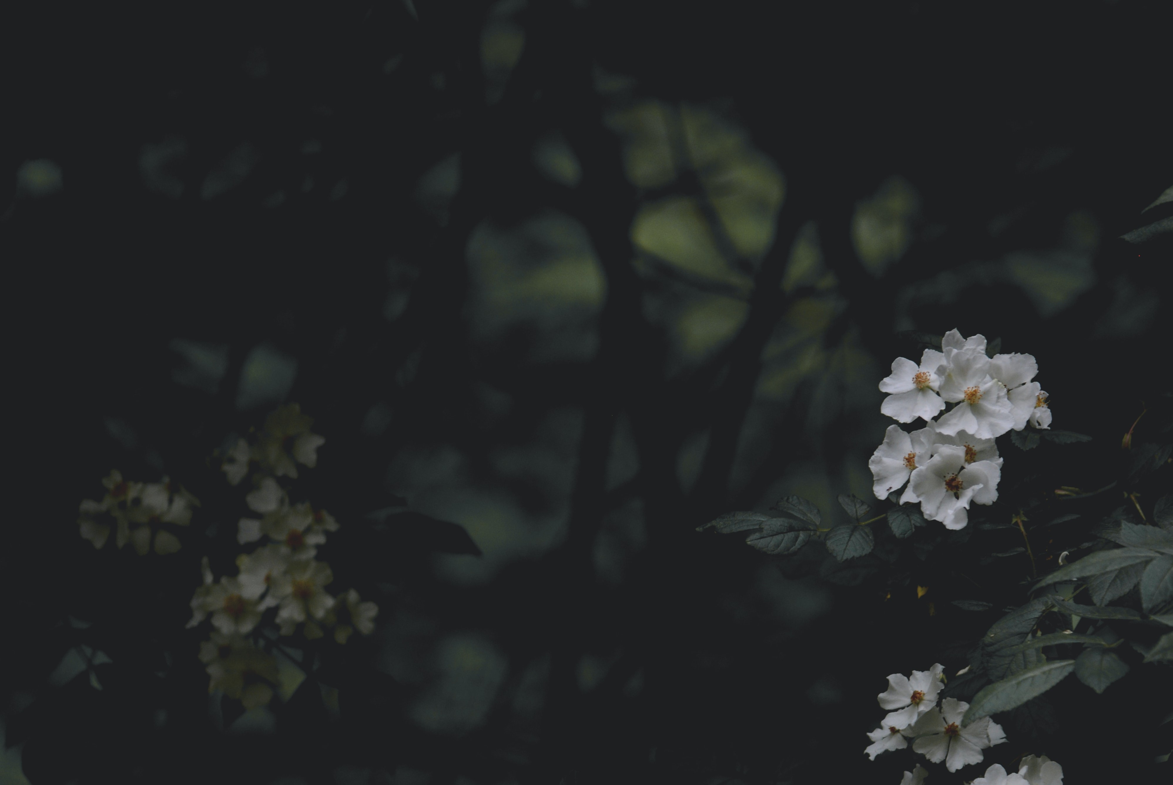 dark branches with white flowers