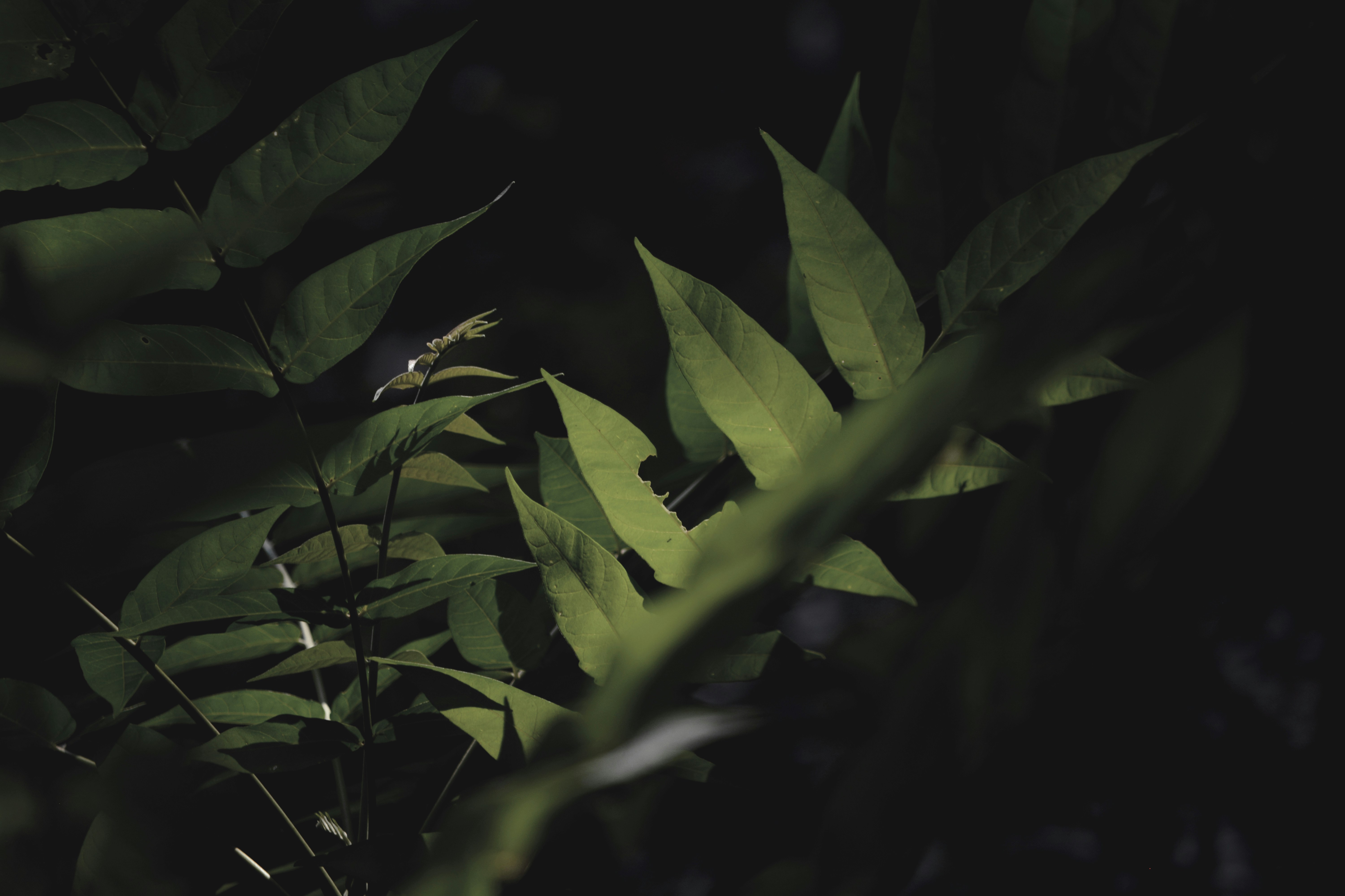 moody green branches and leaves on top of each other