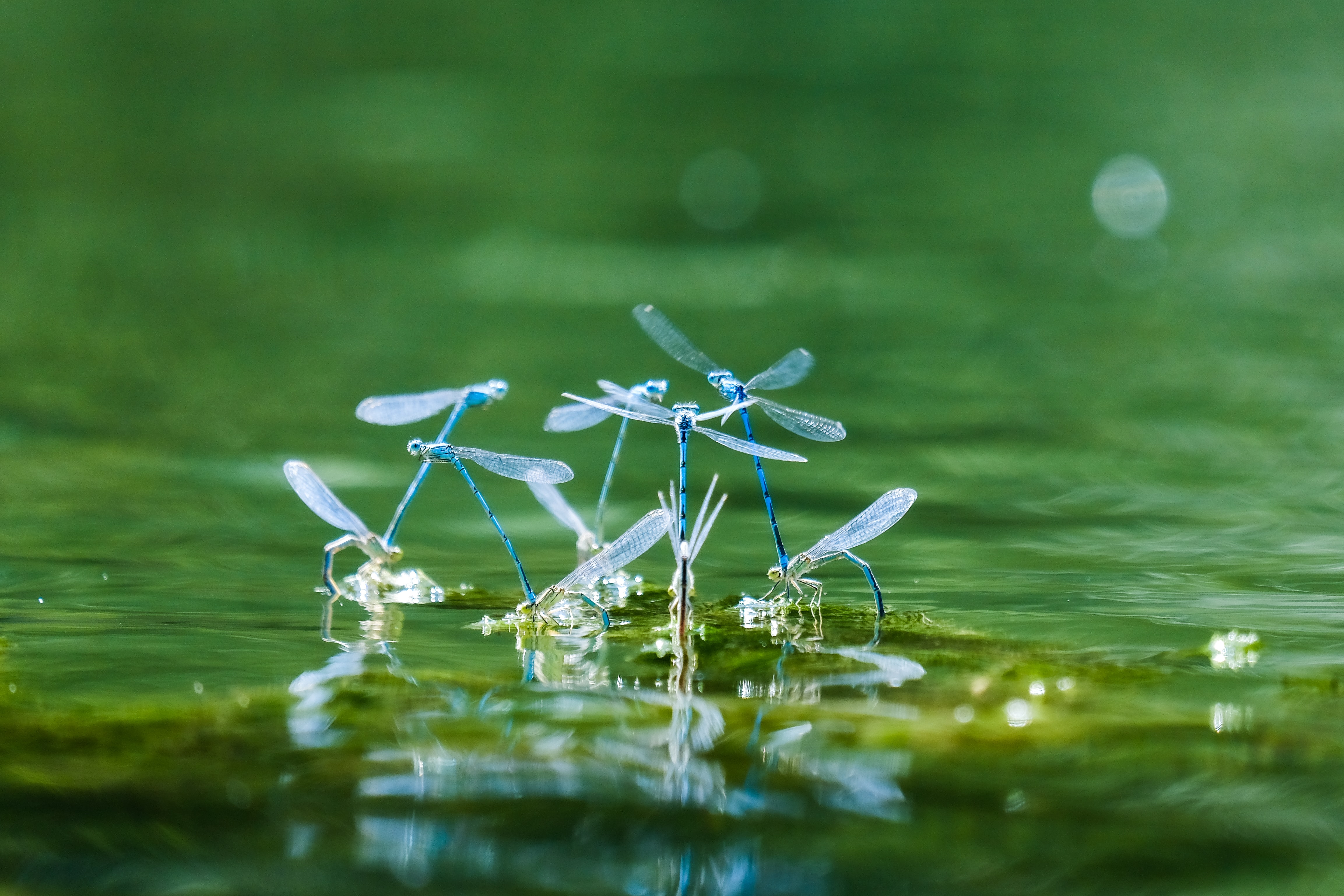 dragonflies gathered over water
