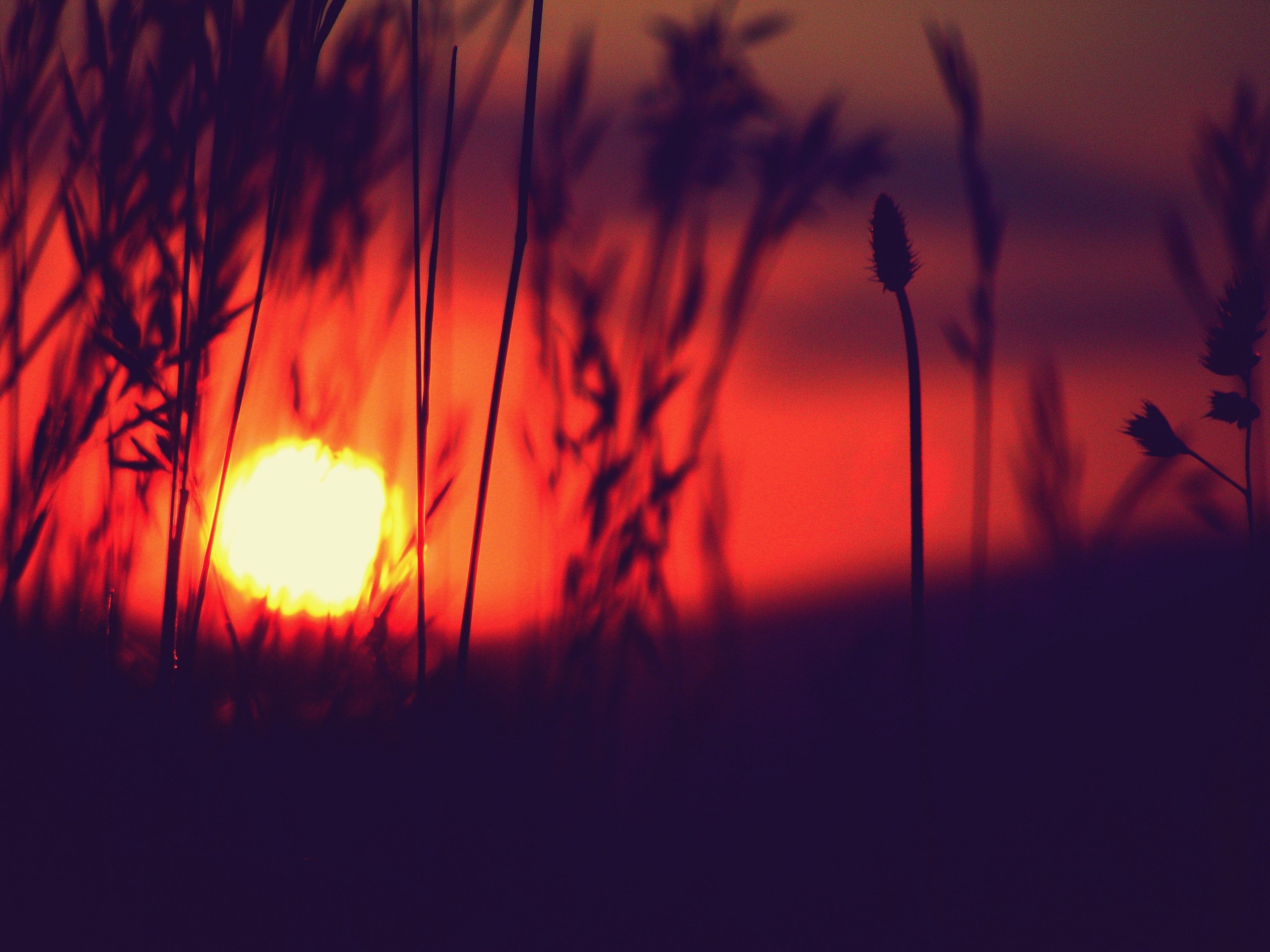 red sunset seen through grass