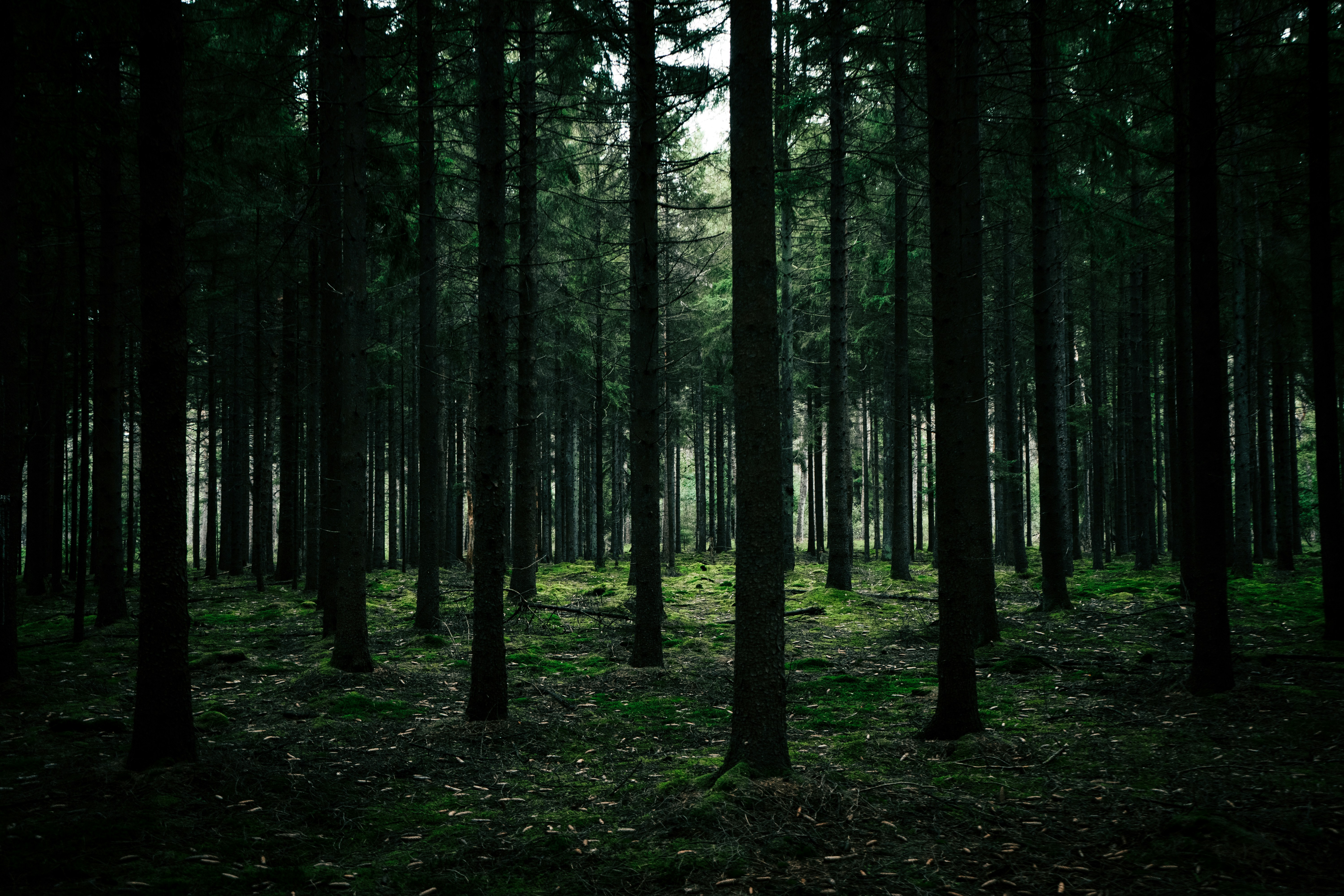 dark forest view