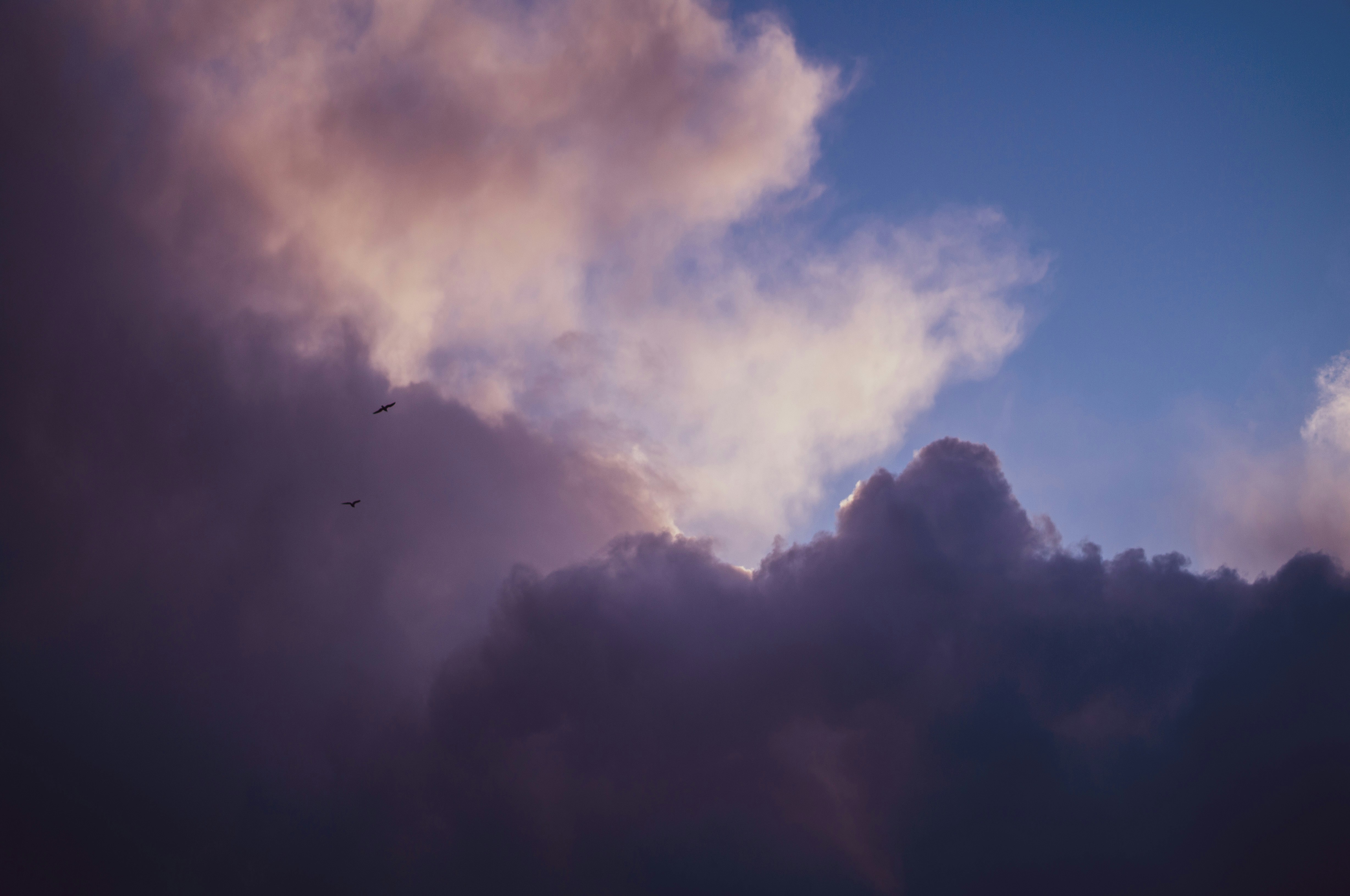 two dark birds sillouhetted against sunset clouds