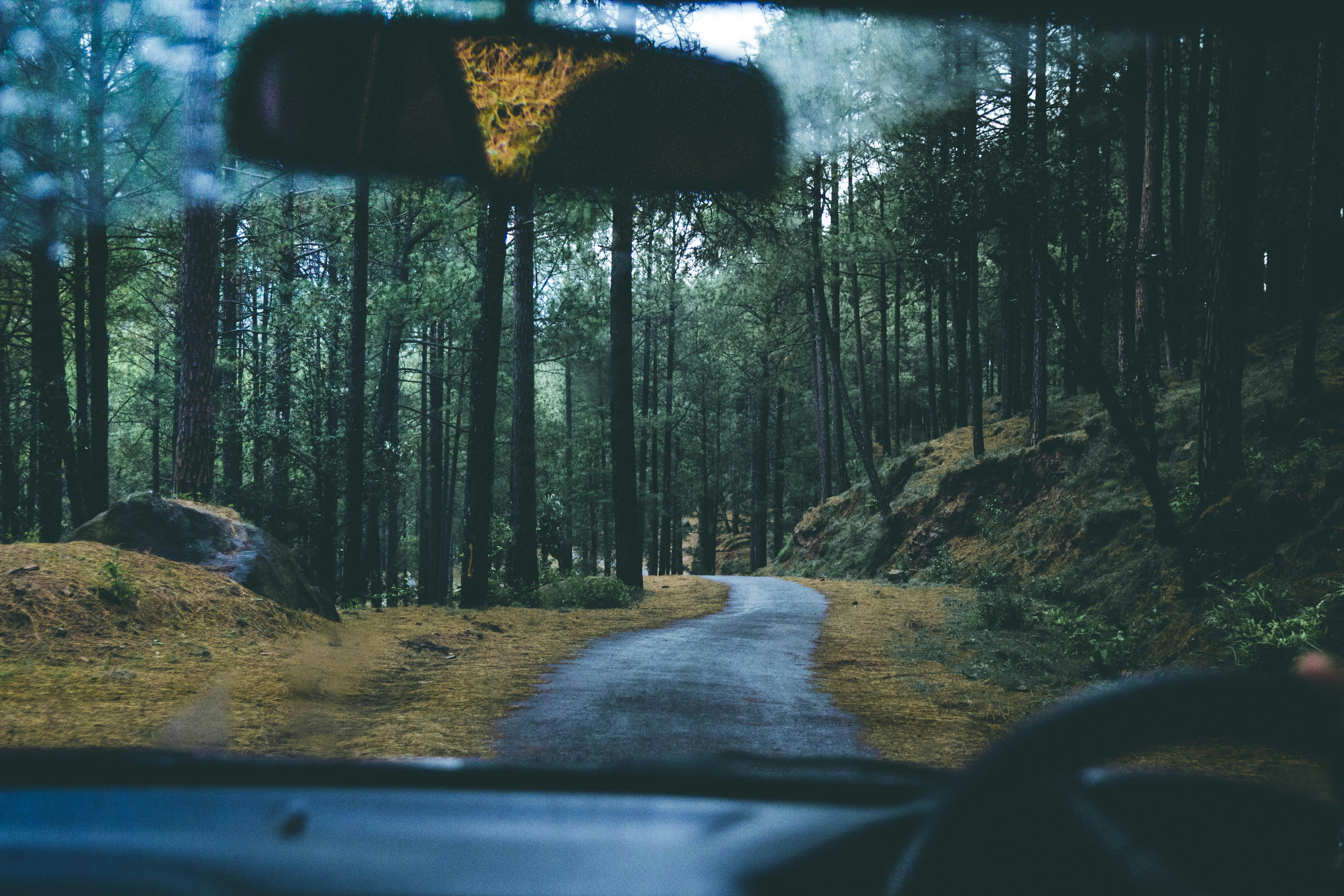 view through car windshield of a forest road