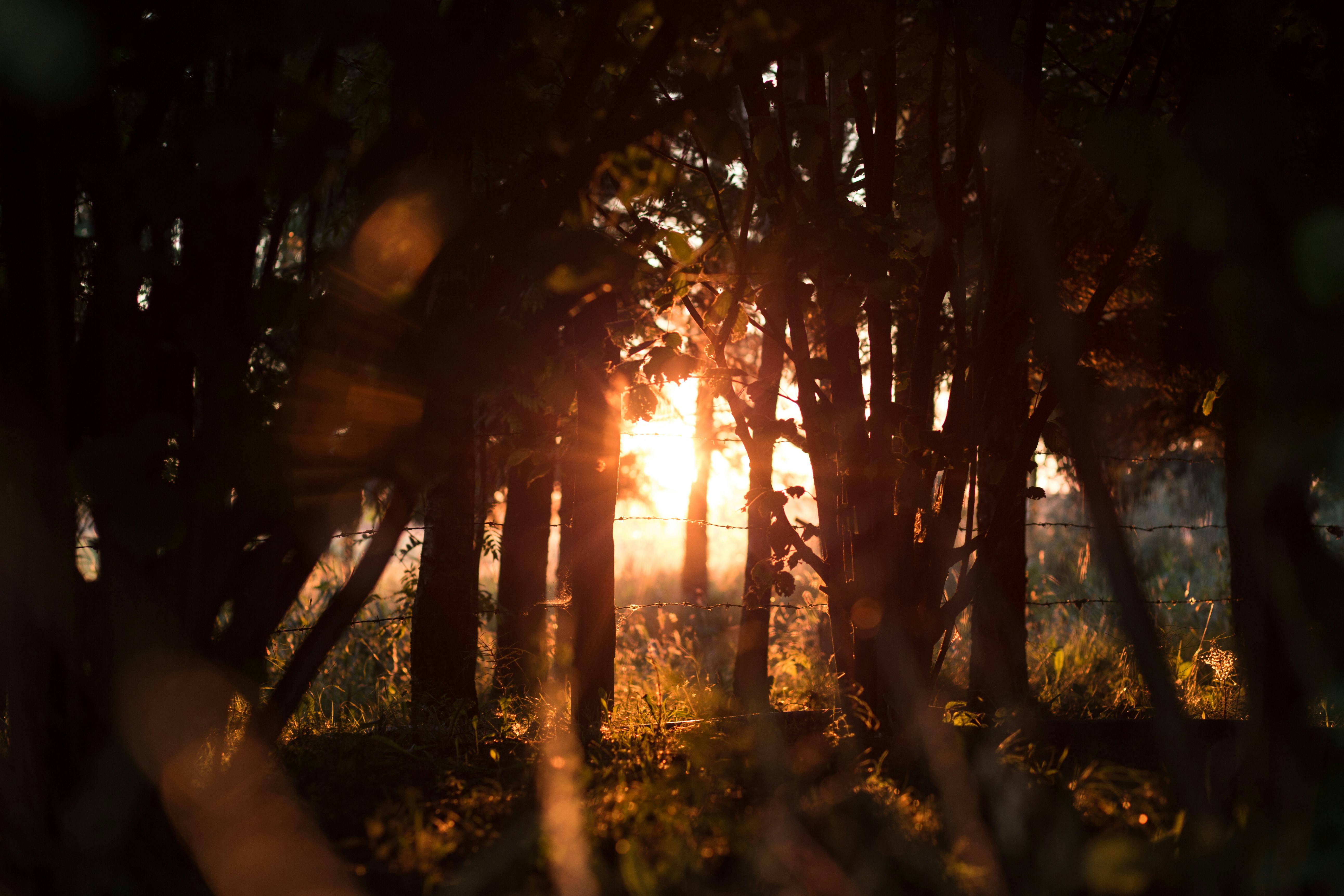 gold sun breaking through forest treeline