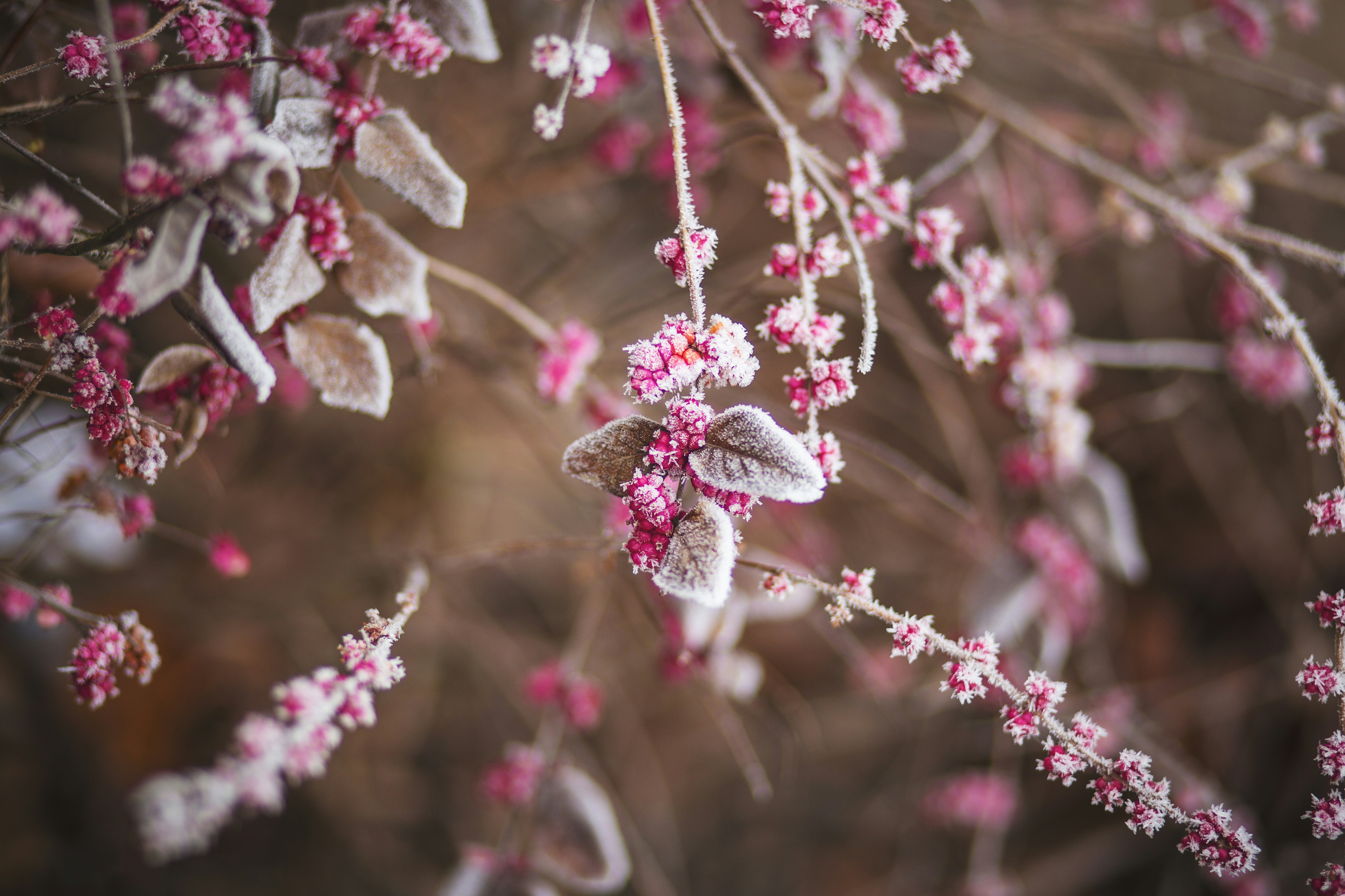 frosted winter berries on a tree