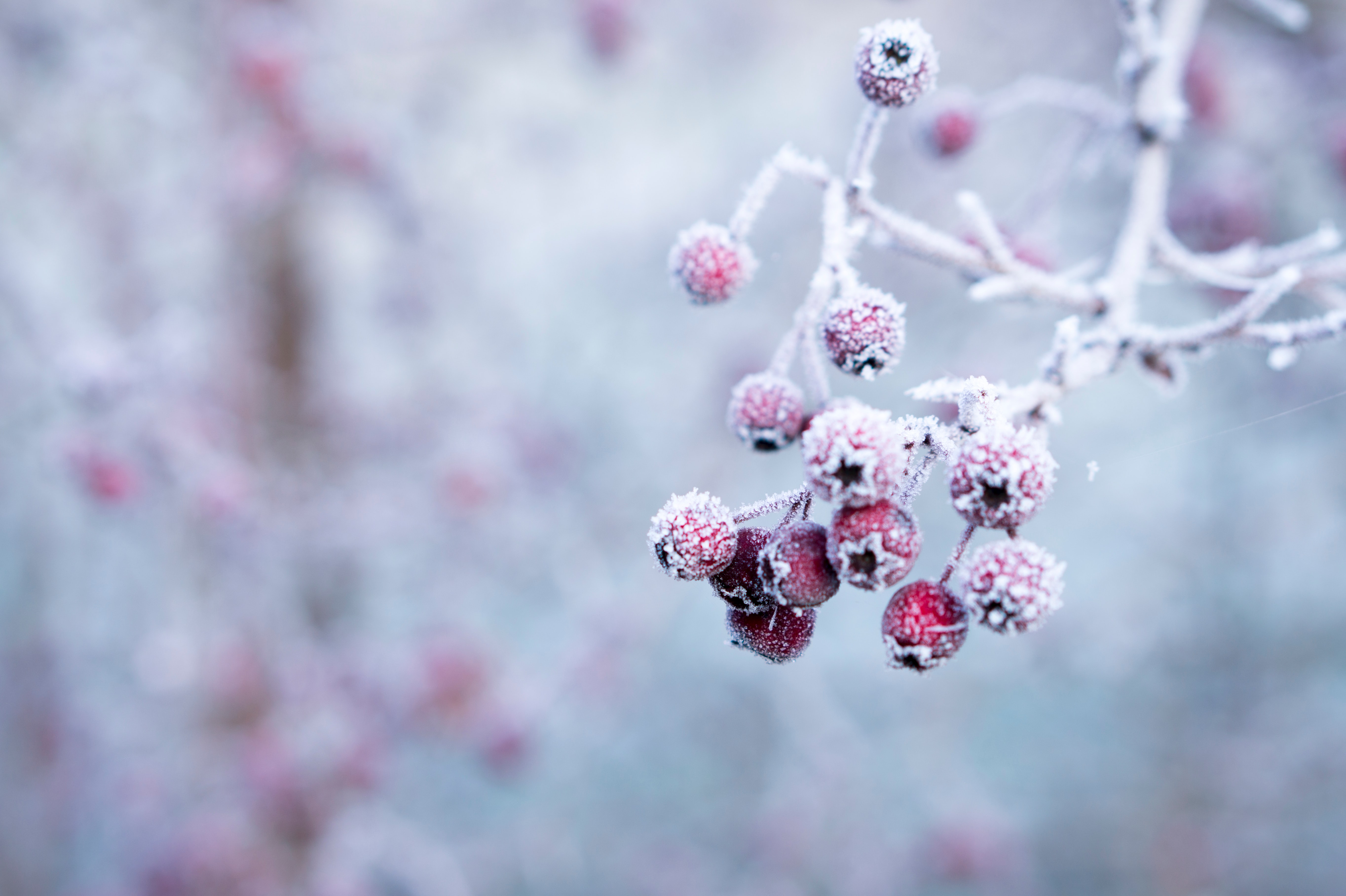 red berries covered in frost
