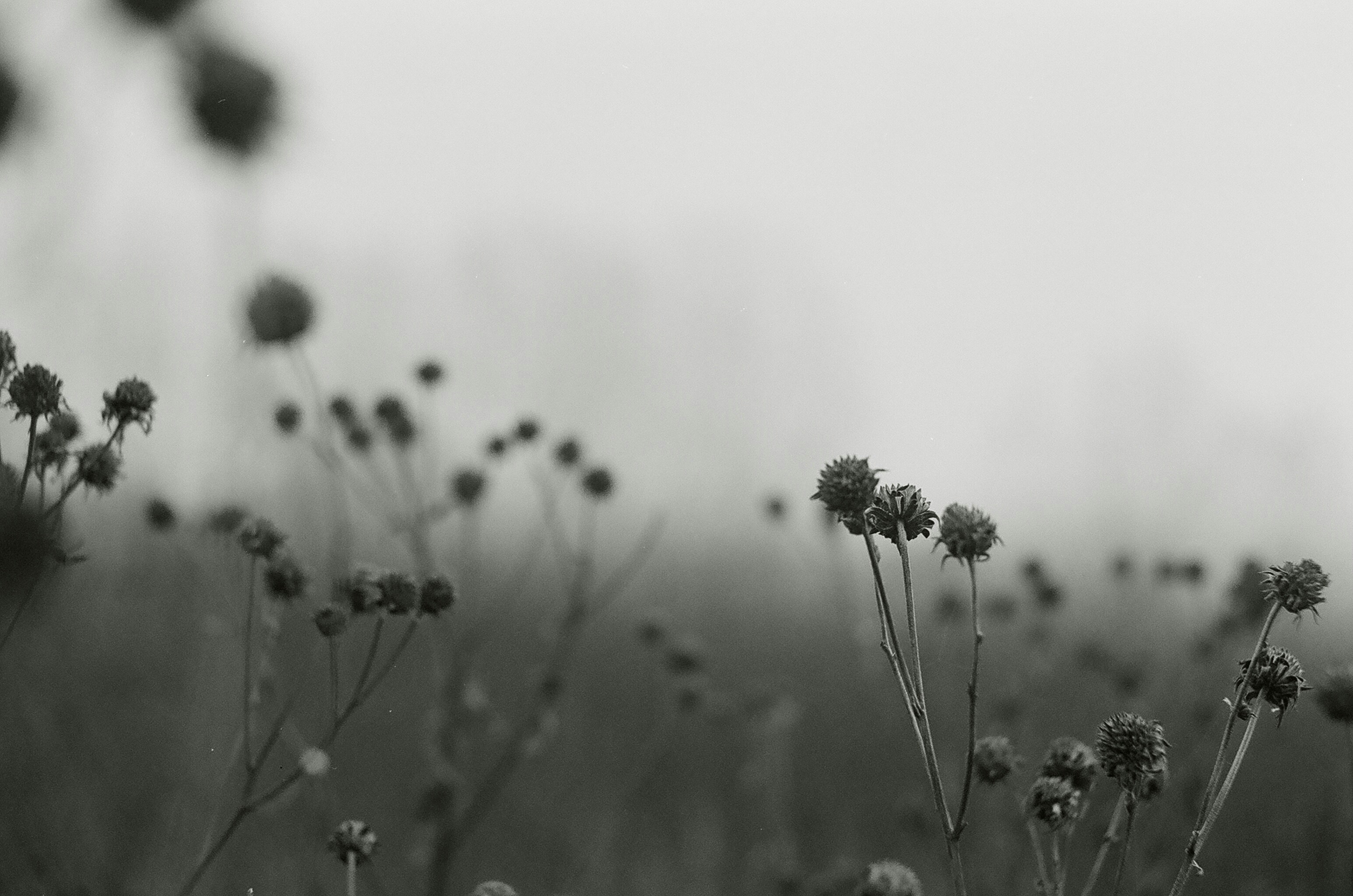 black and white flowers against a cloudy sky
