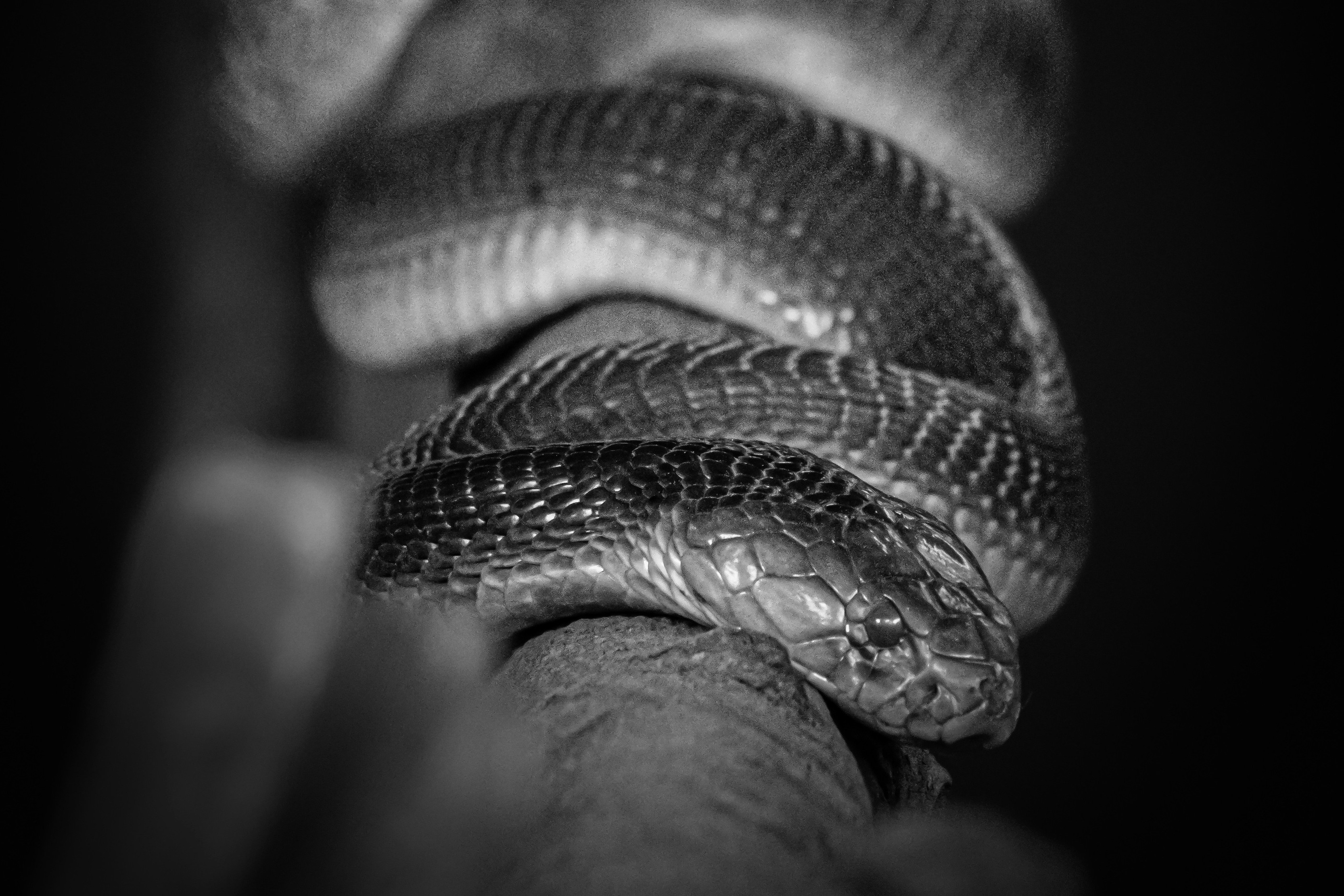 b&w picture of a snake coiled around a branch