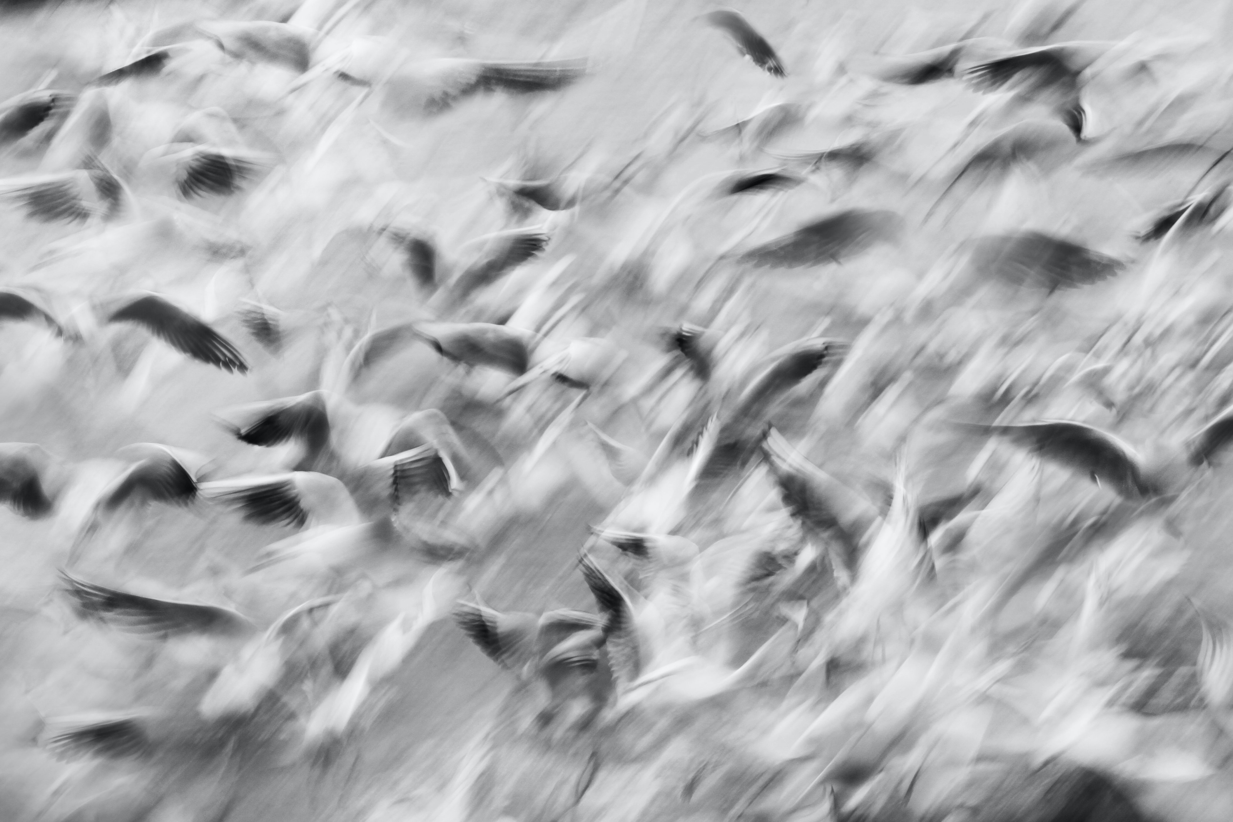 black and white birds flying
