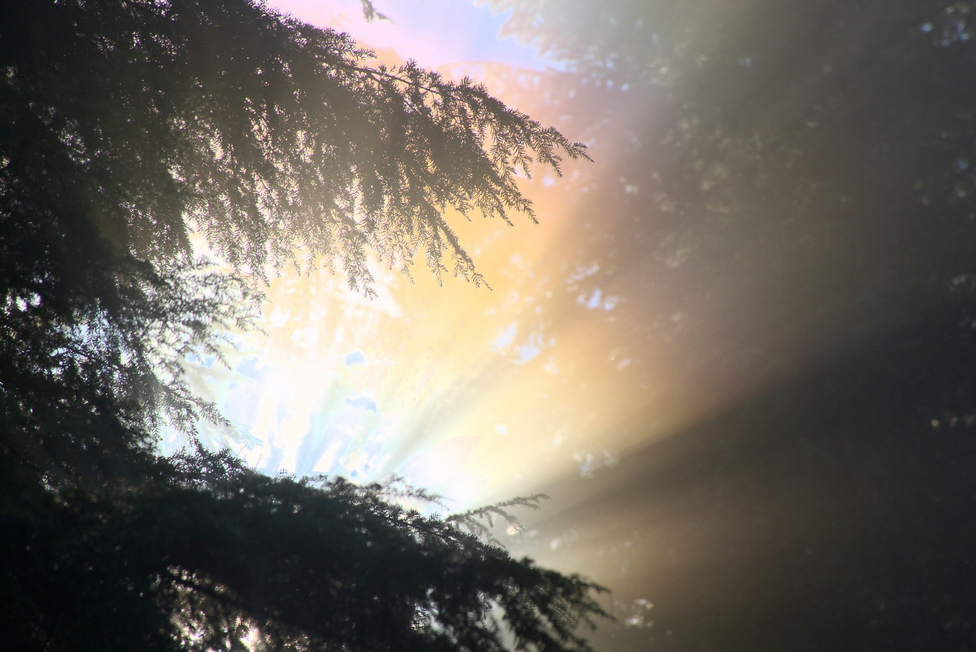 a rainbow formed in light behind tree branches