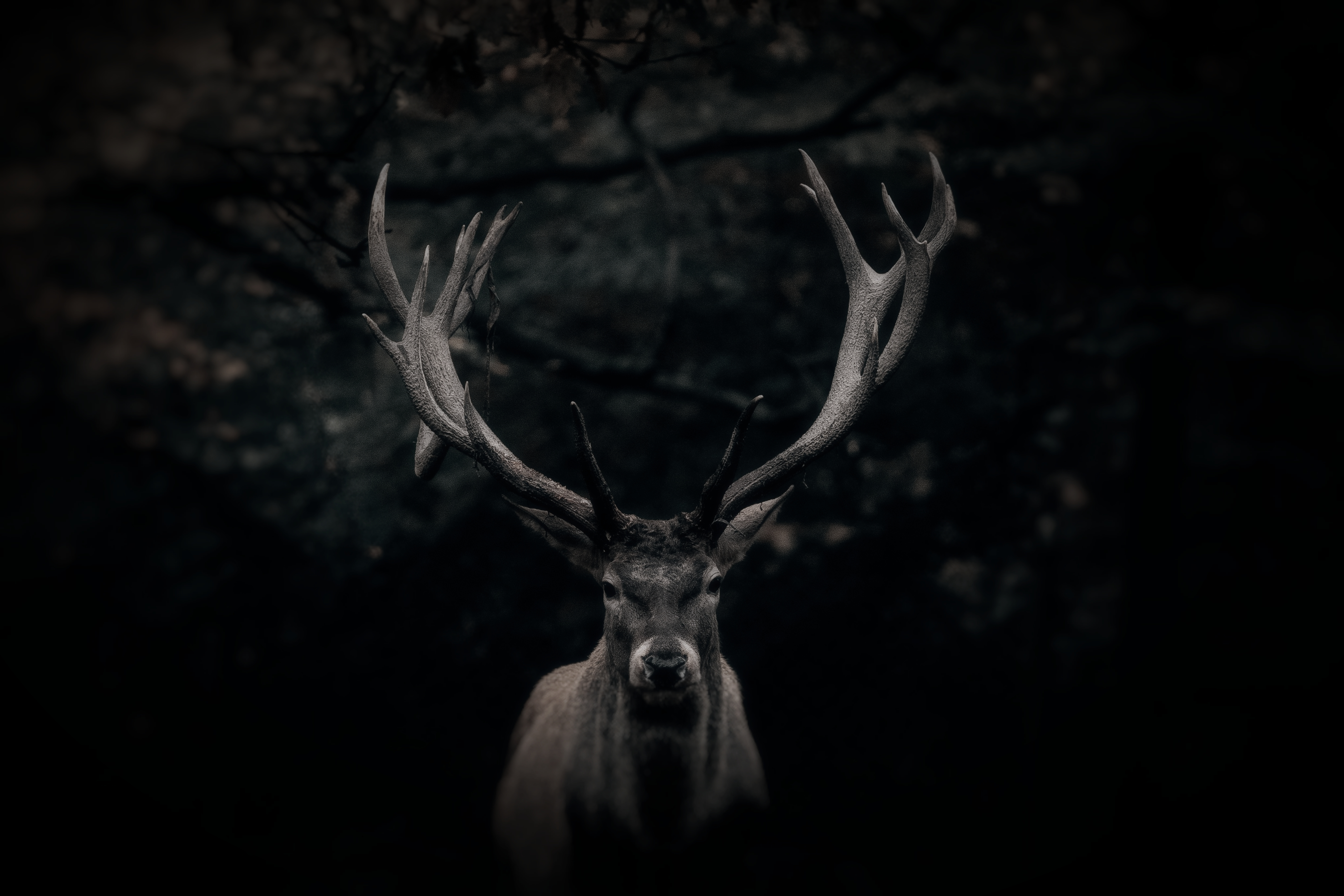 stag in woods