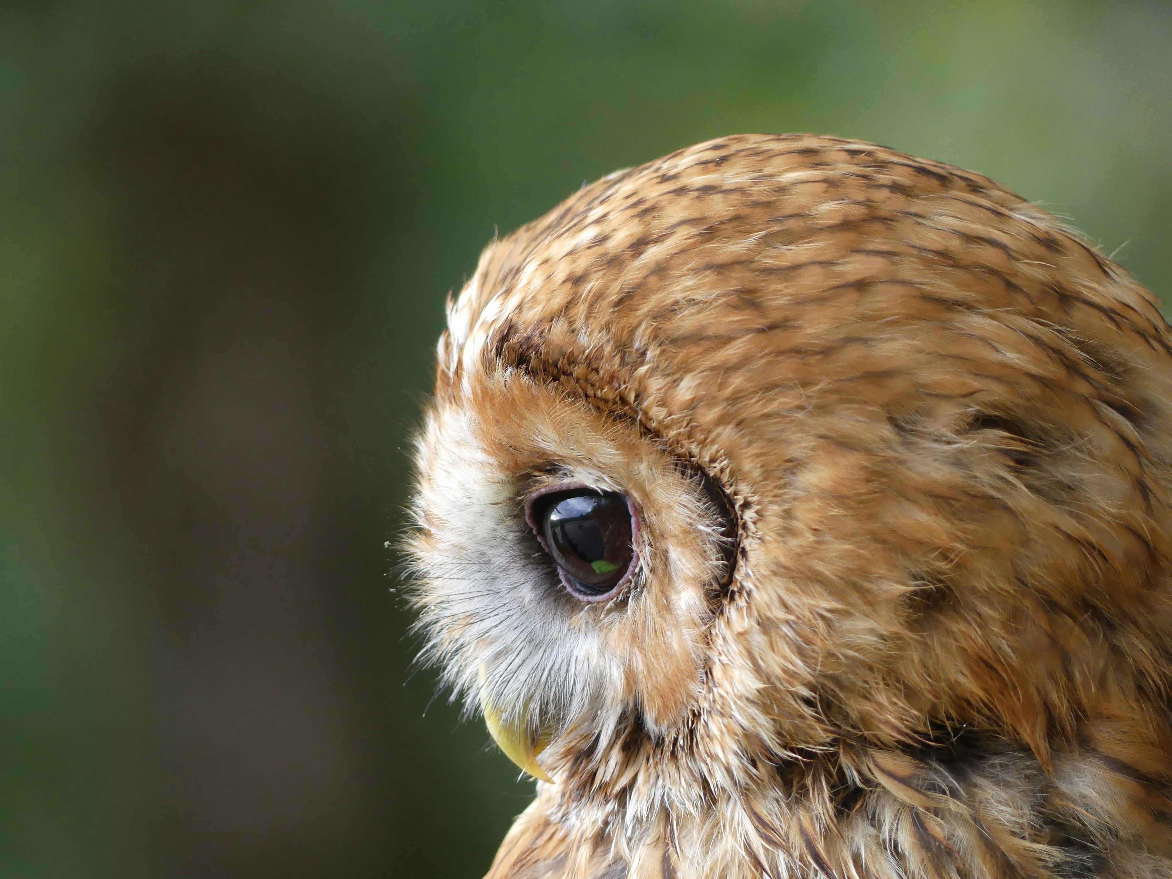 meditative side profile portrait of an owl