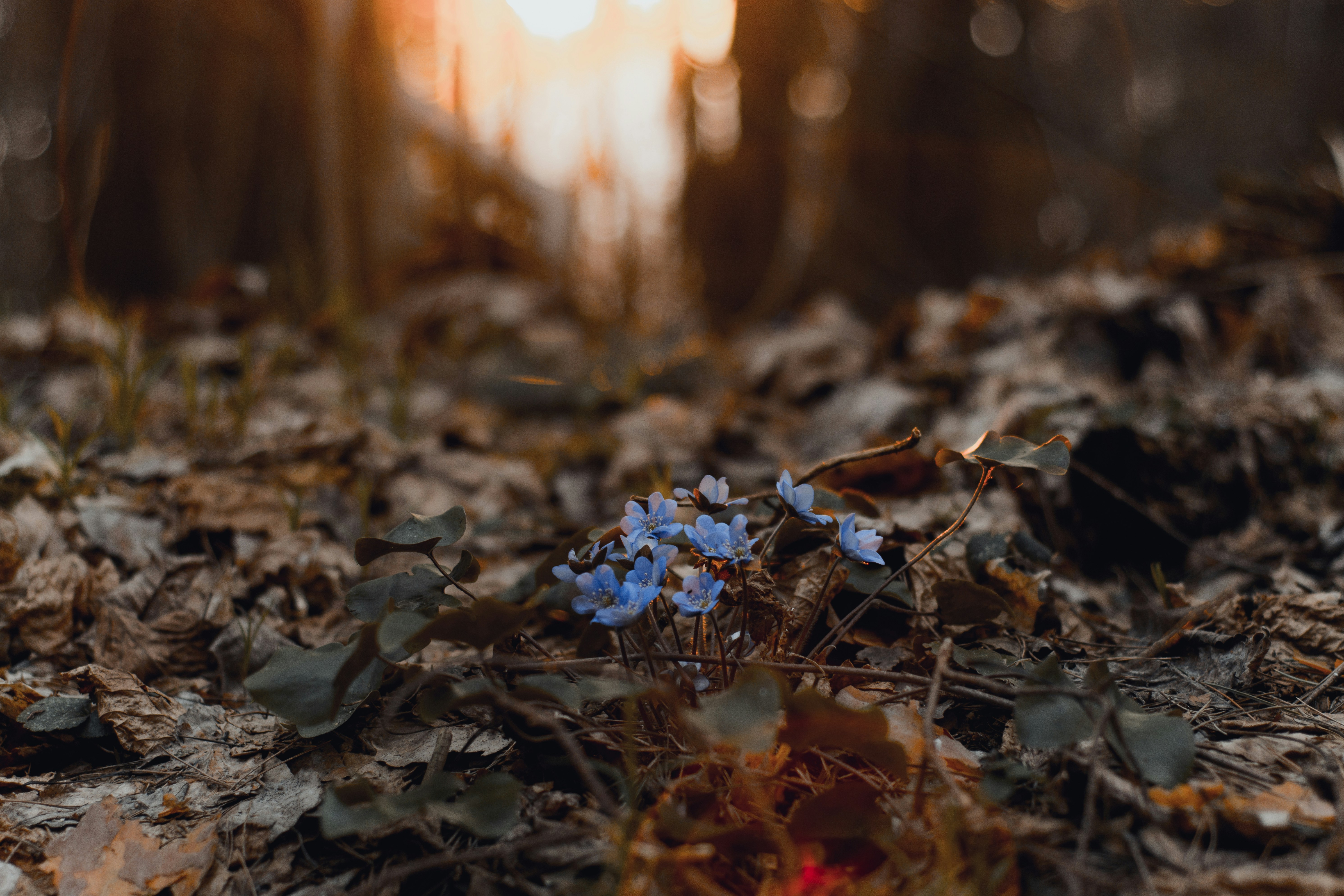 blue flowers growing on forest floor