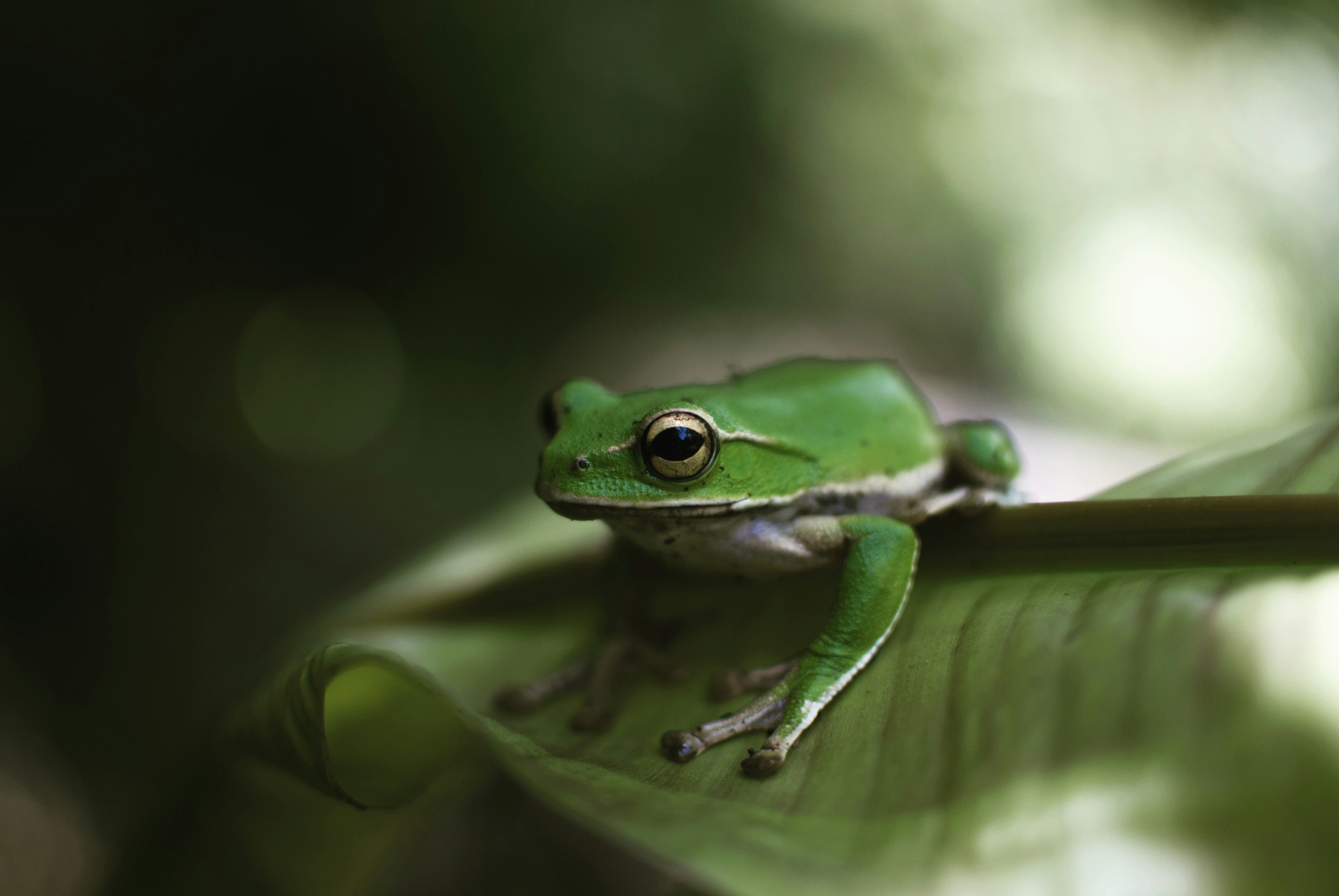 green frog sitting on a leaf