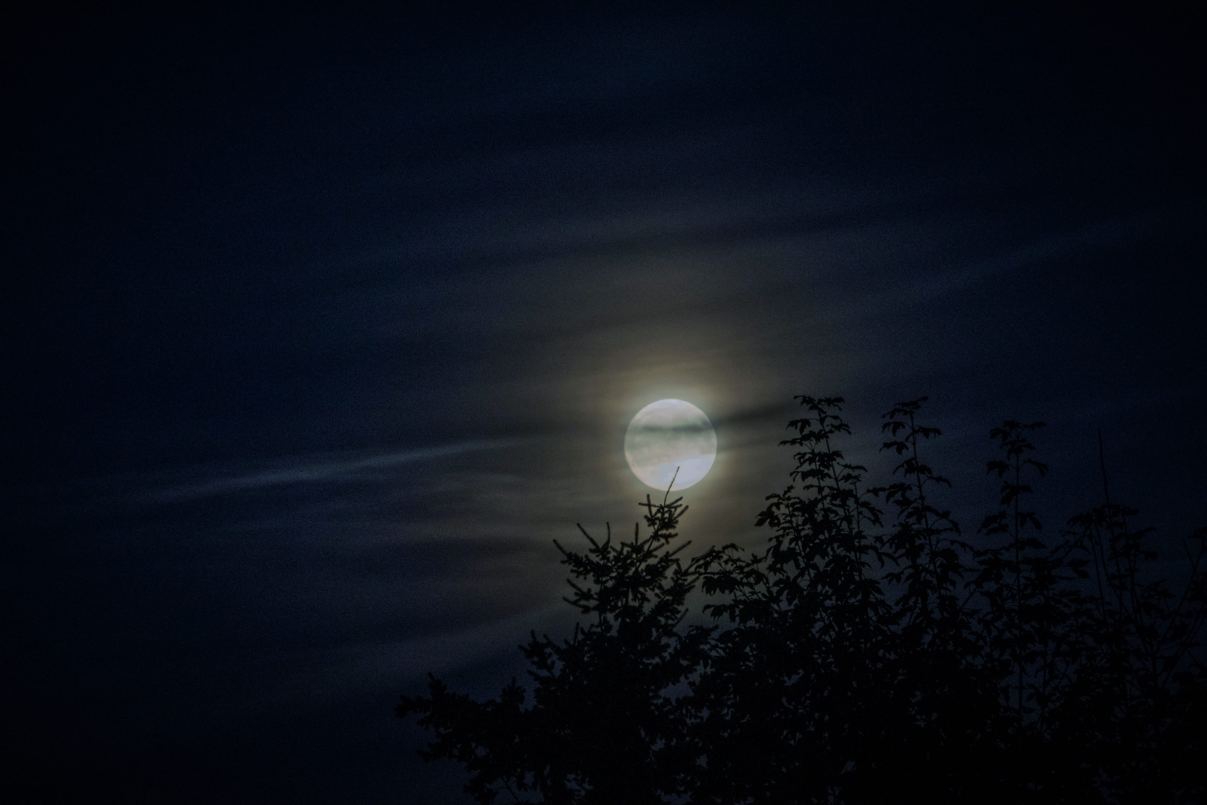 moon in night sky with trees