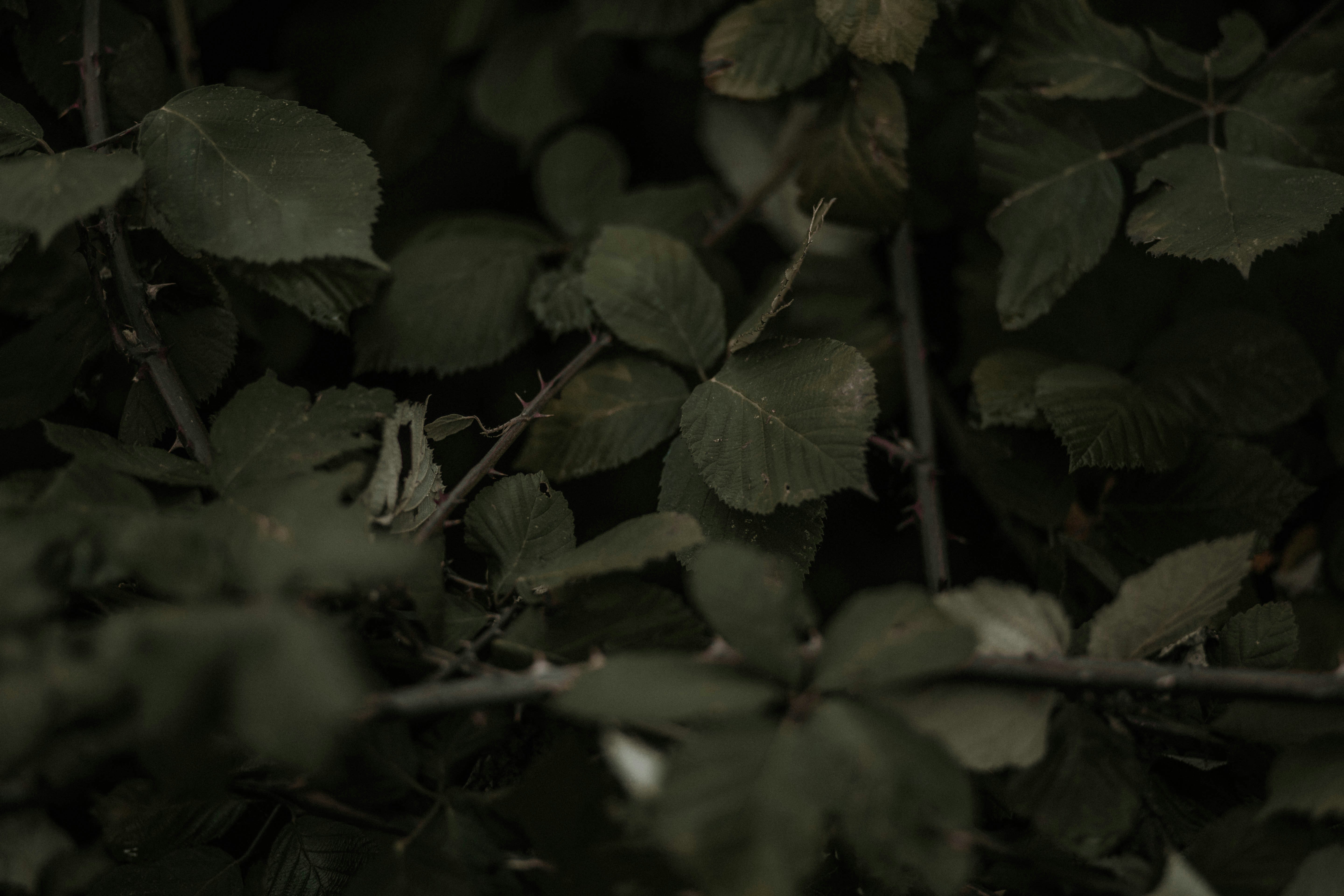 thorny bushes close-up