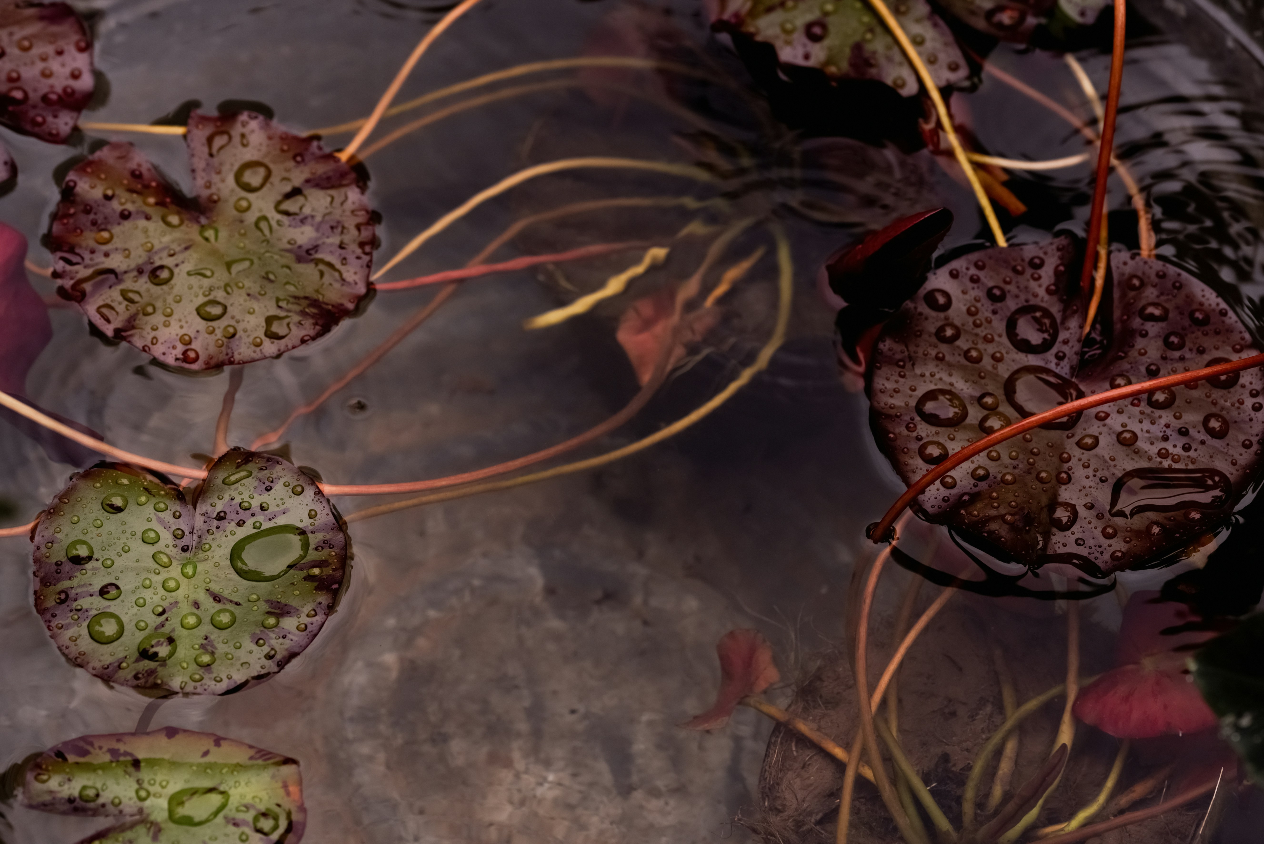 reddish purple lily pads in water