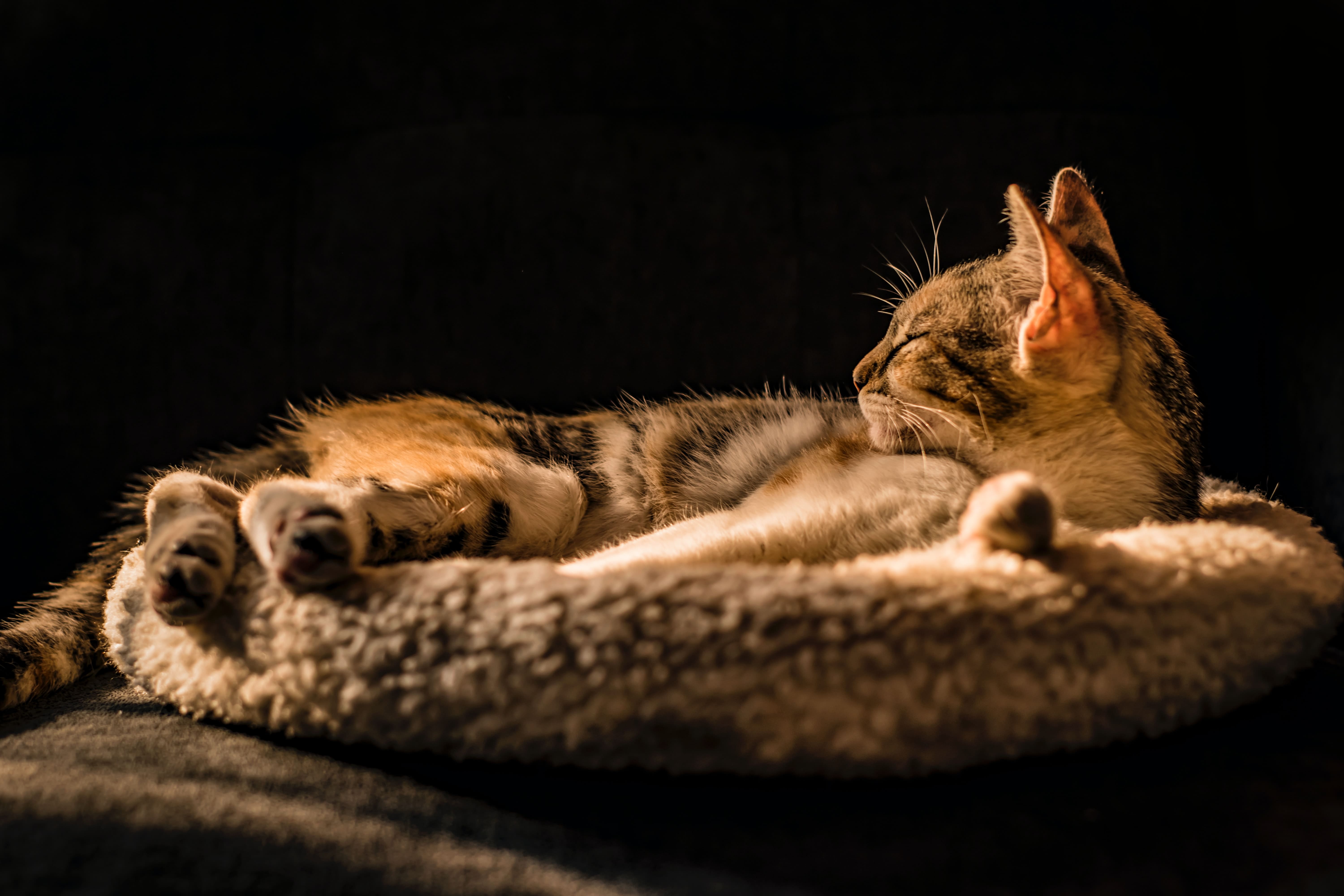 cat relaxing in cat bed