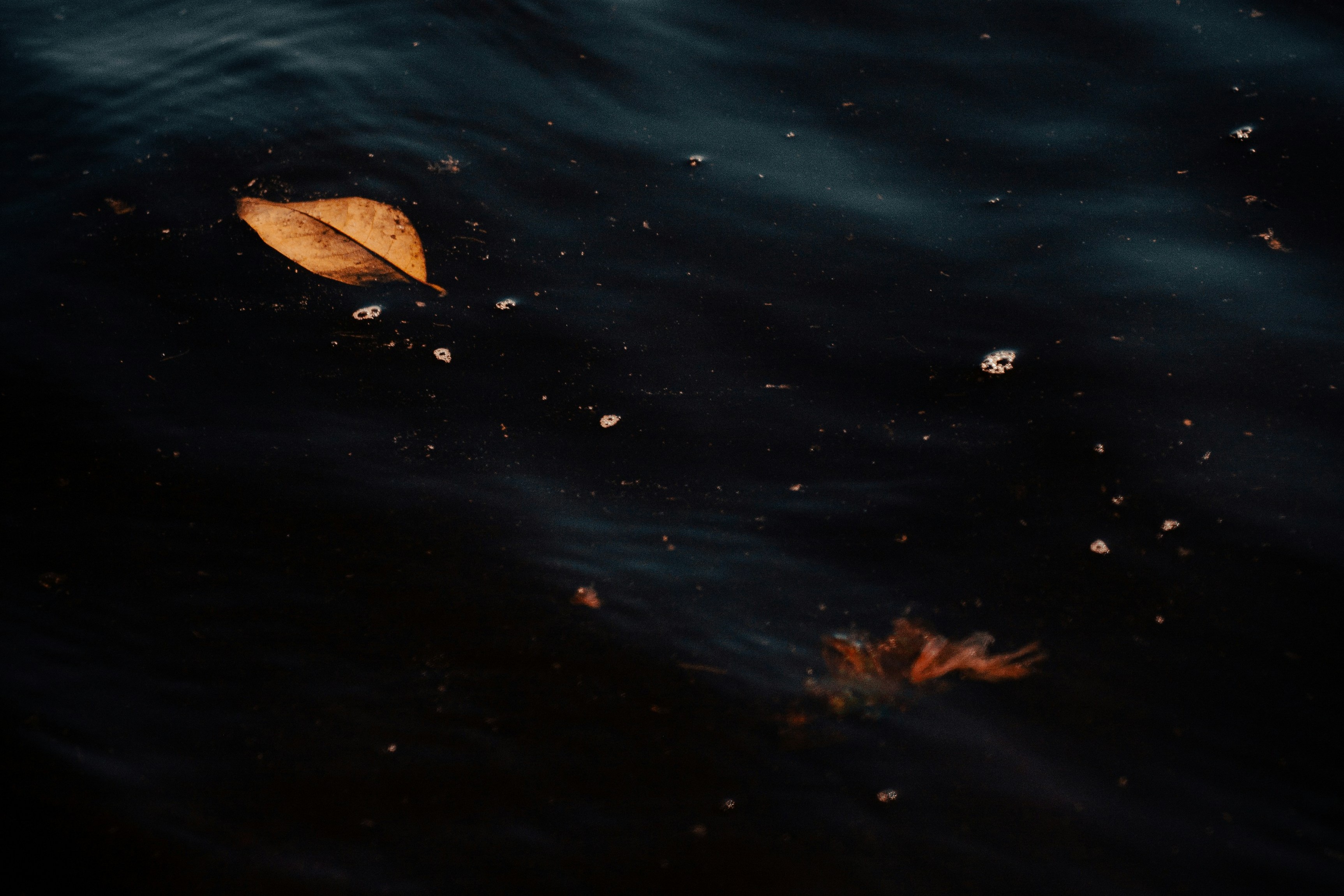 autumn leaves floating in dark water