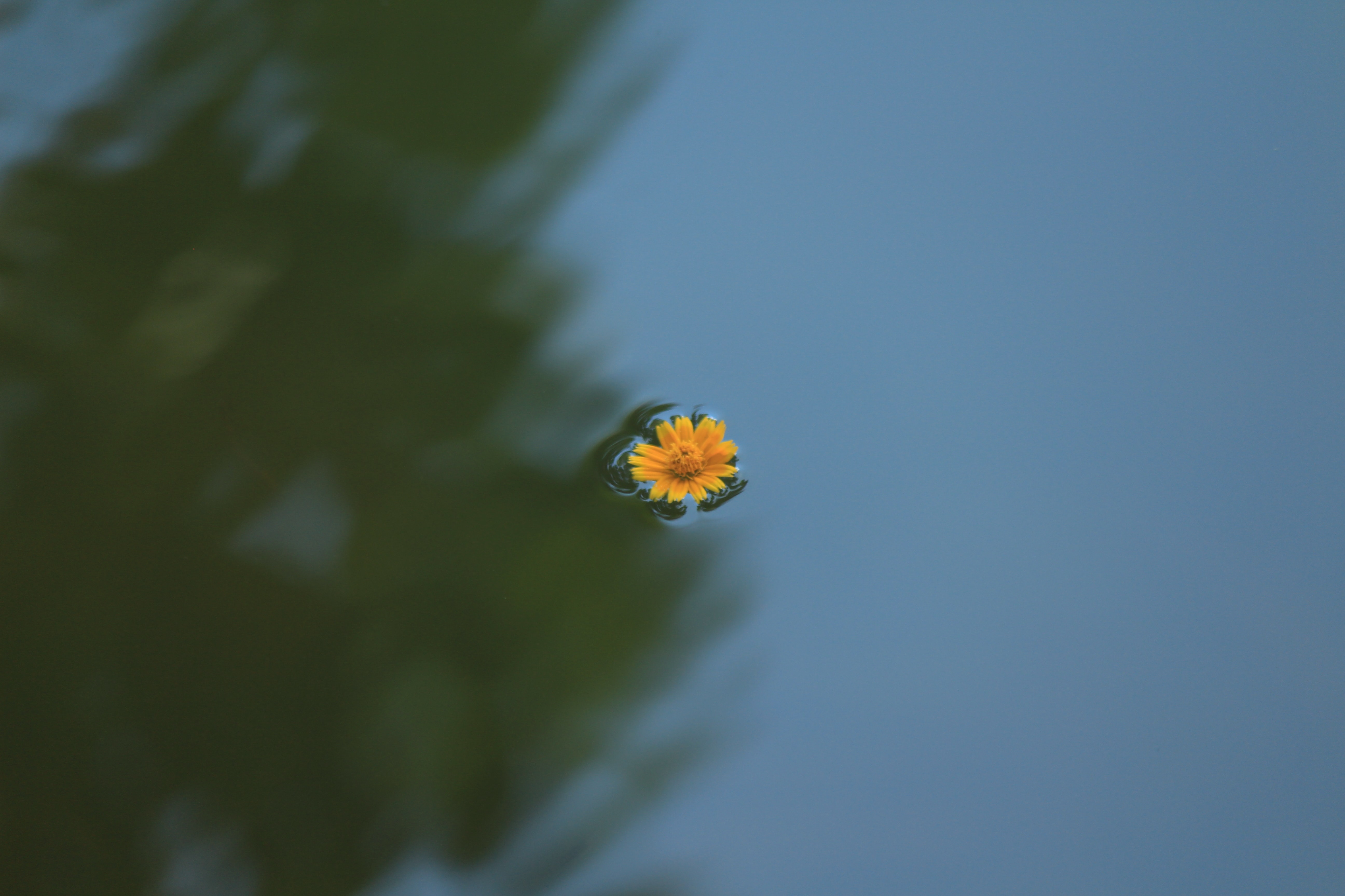 yellow flower floating in water