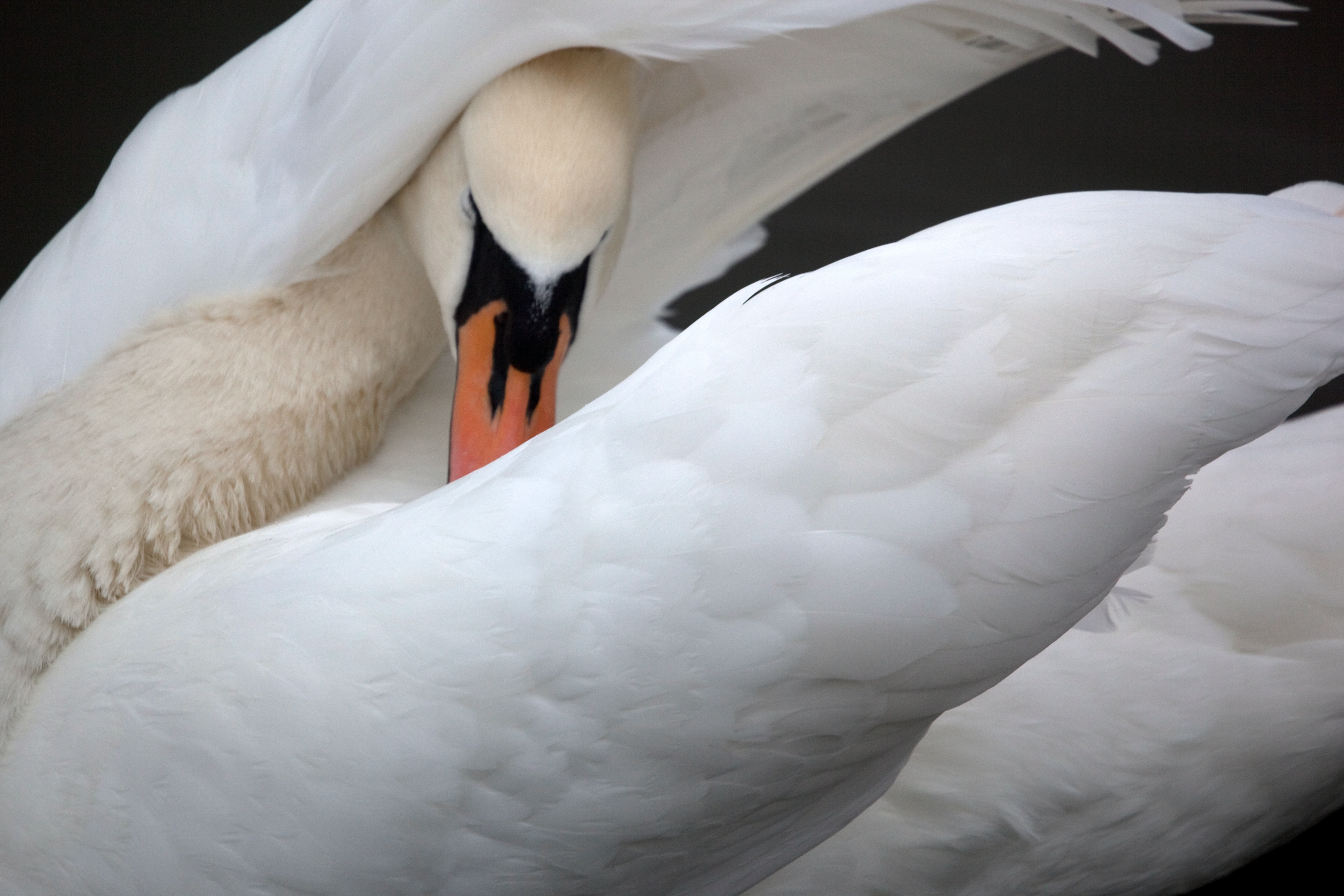 swan preening its wing