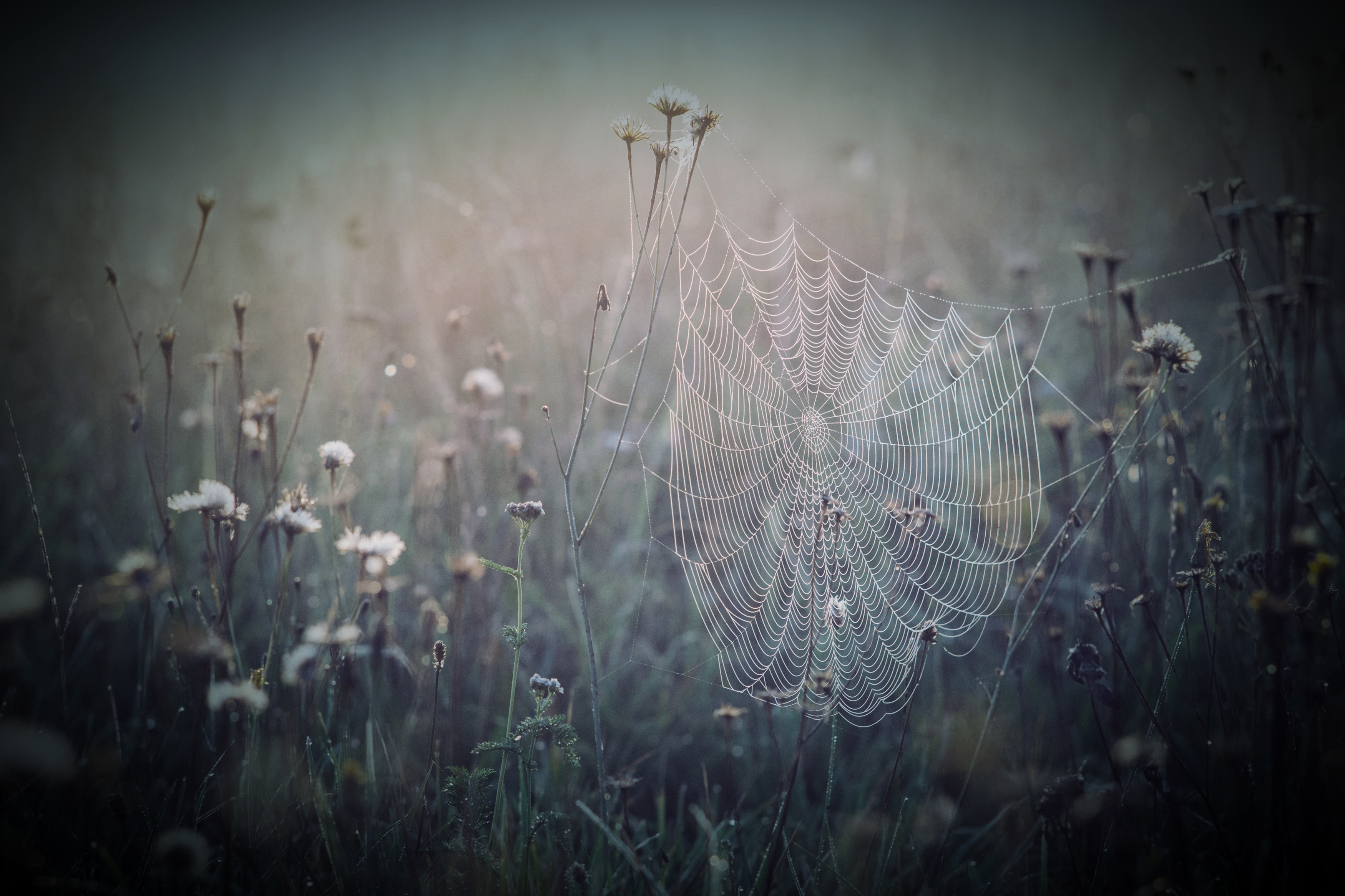 spider webs on grass in dim light