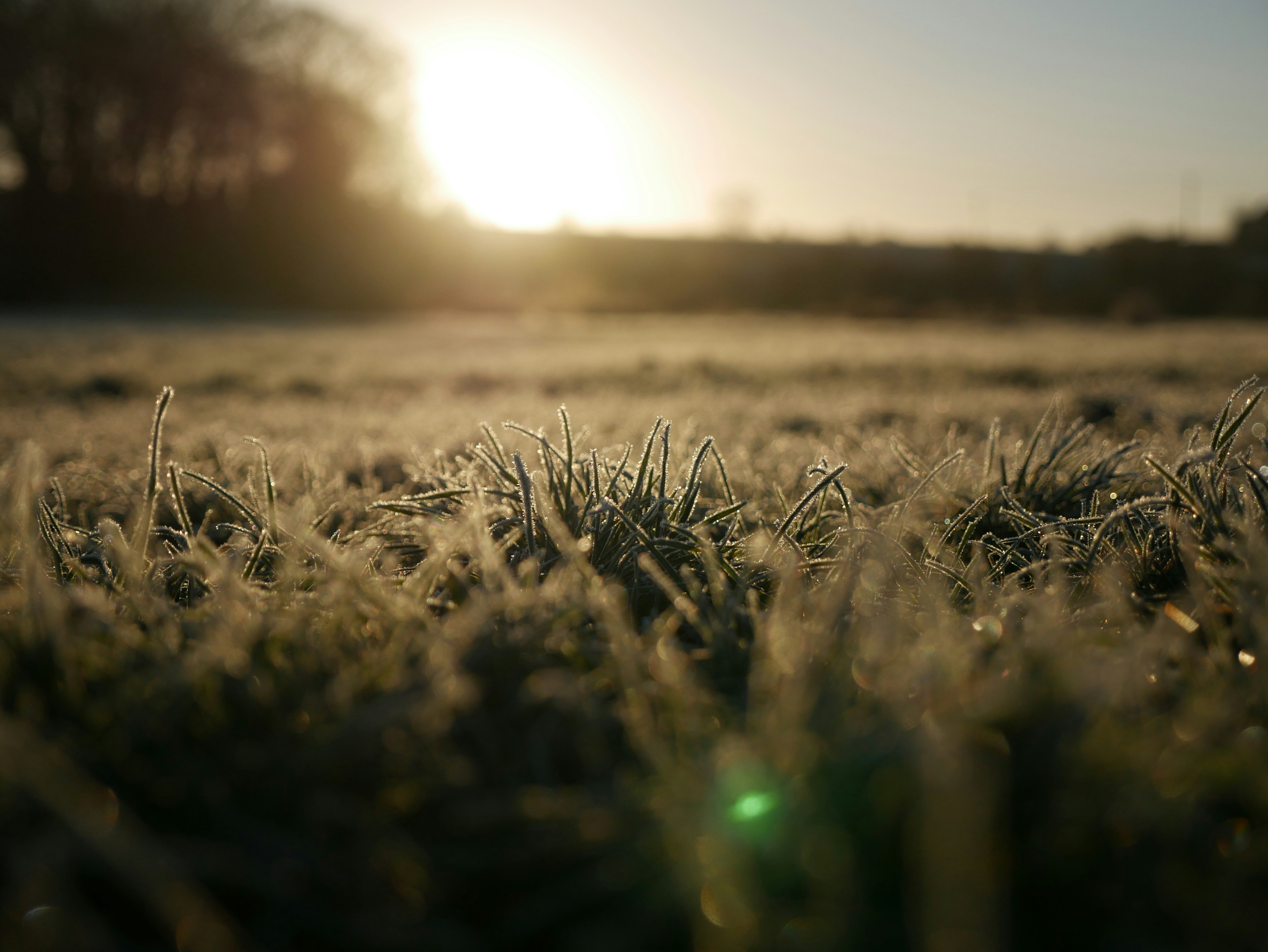 golden sunlight breaking over frosted grass