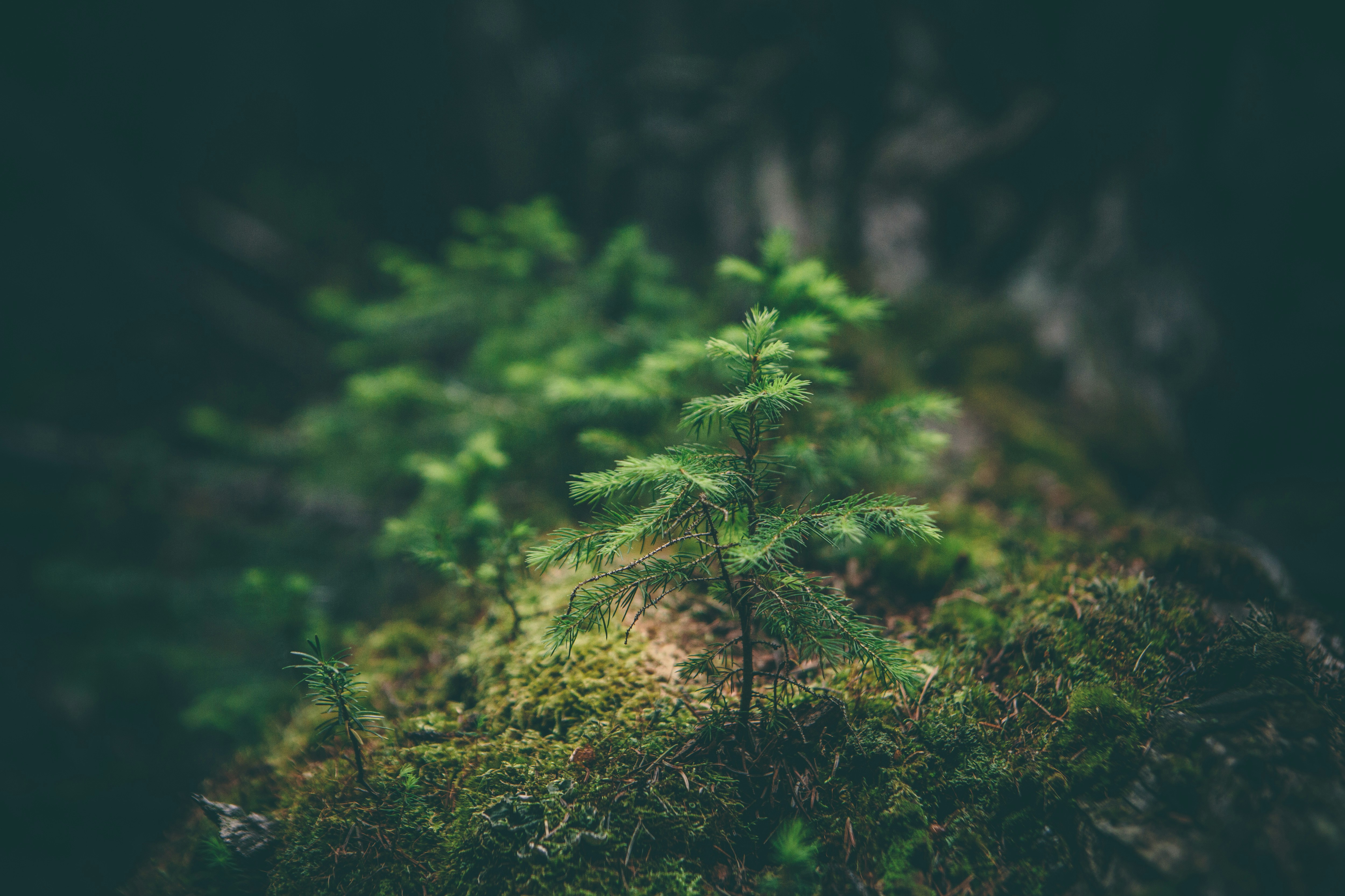 small spruce growing out of forest floor