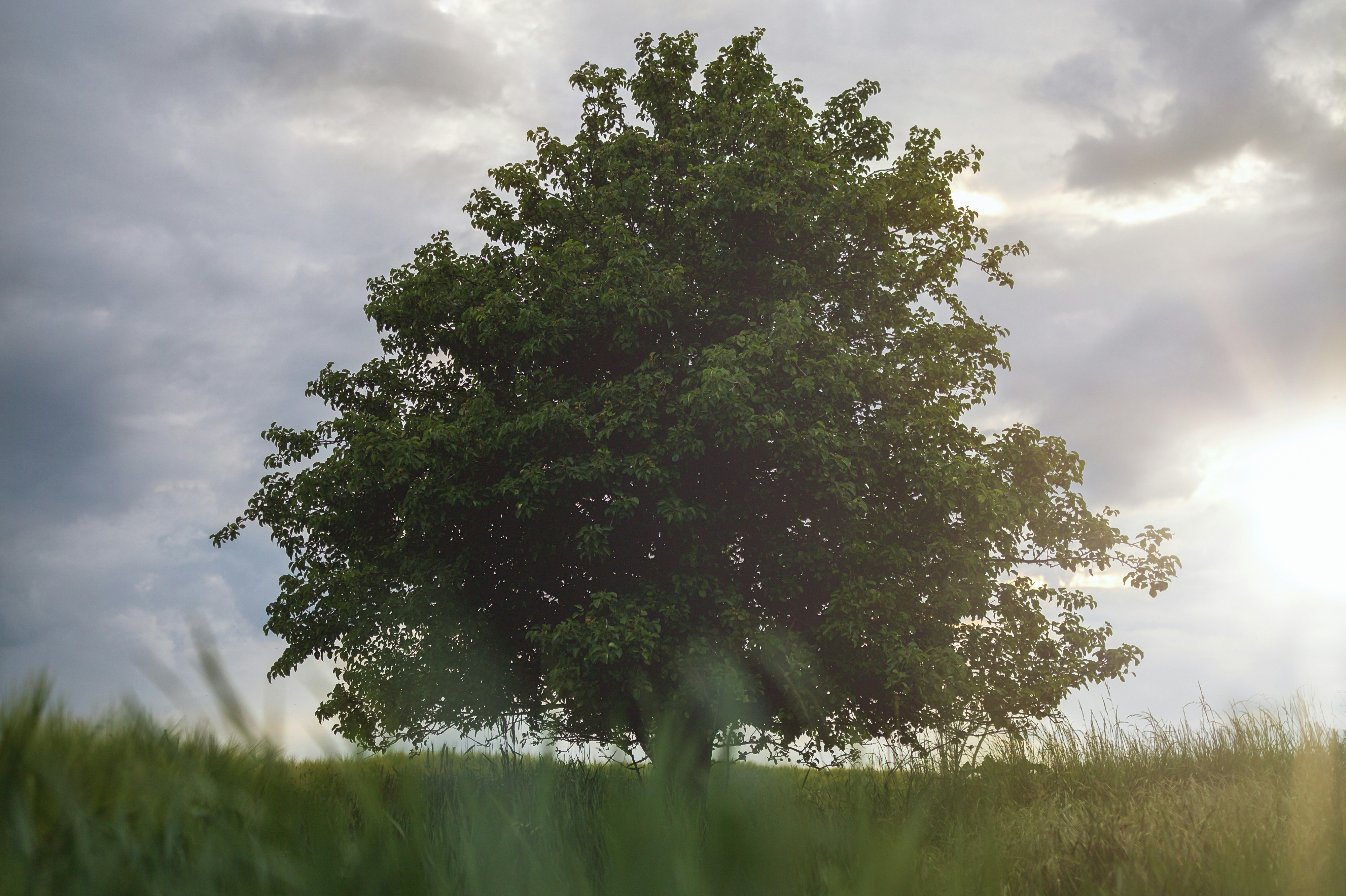 lone tree in a field against the sky