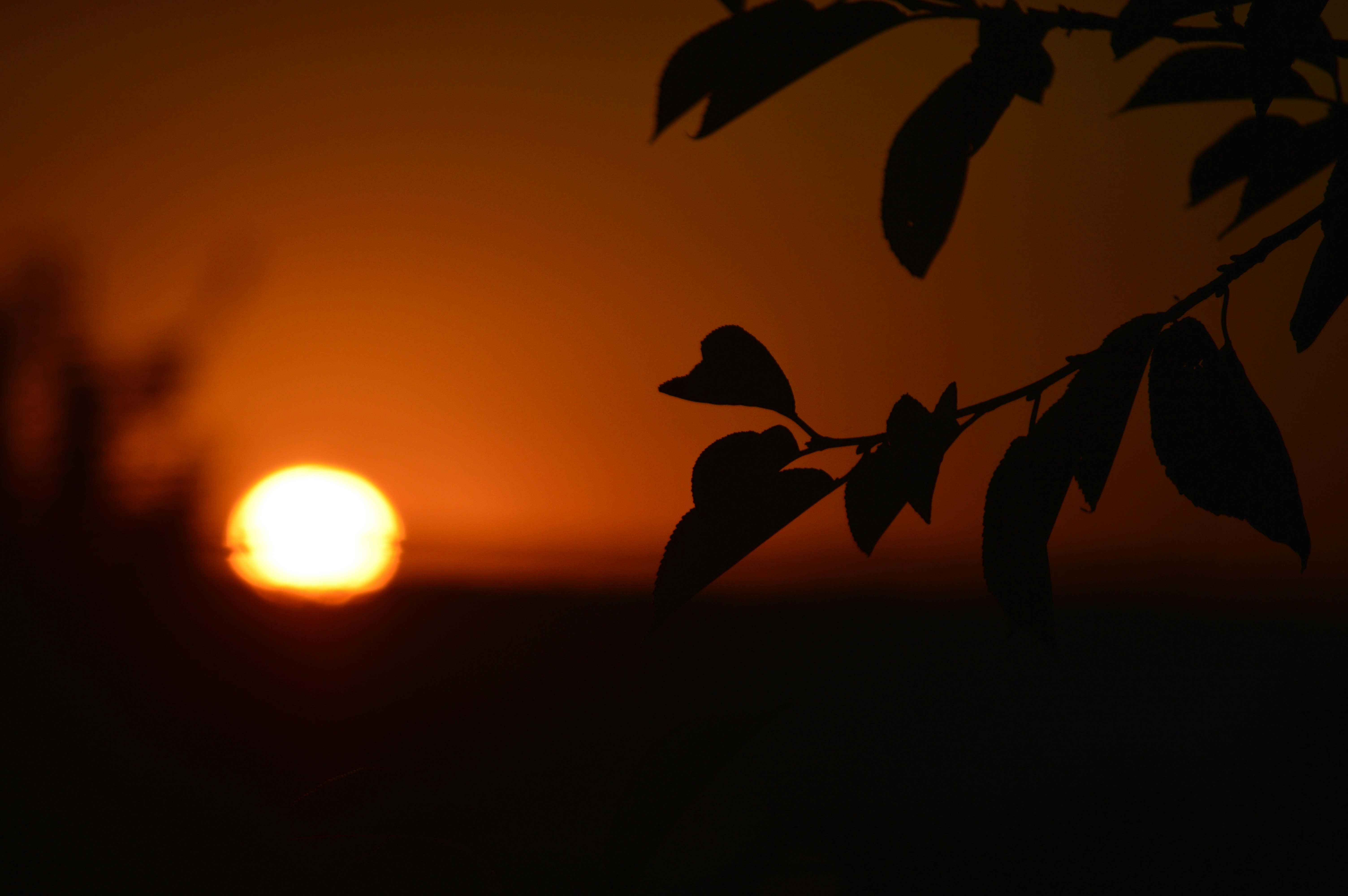 sunset and a tree branch against orange sky