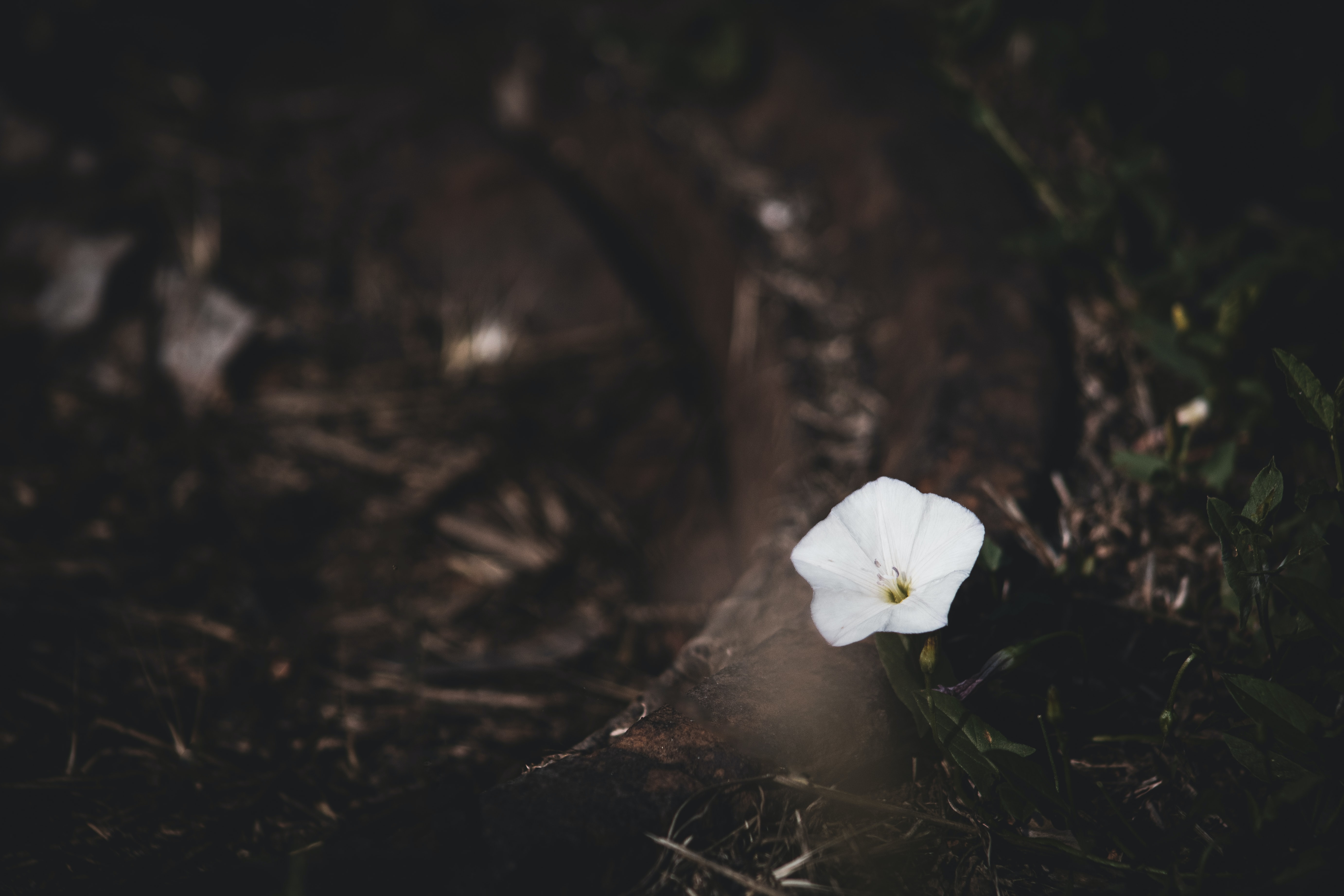 white flower on dark forest floor