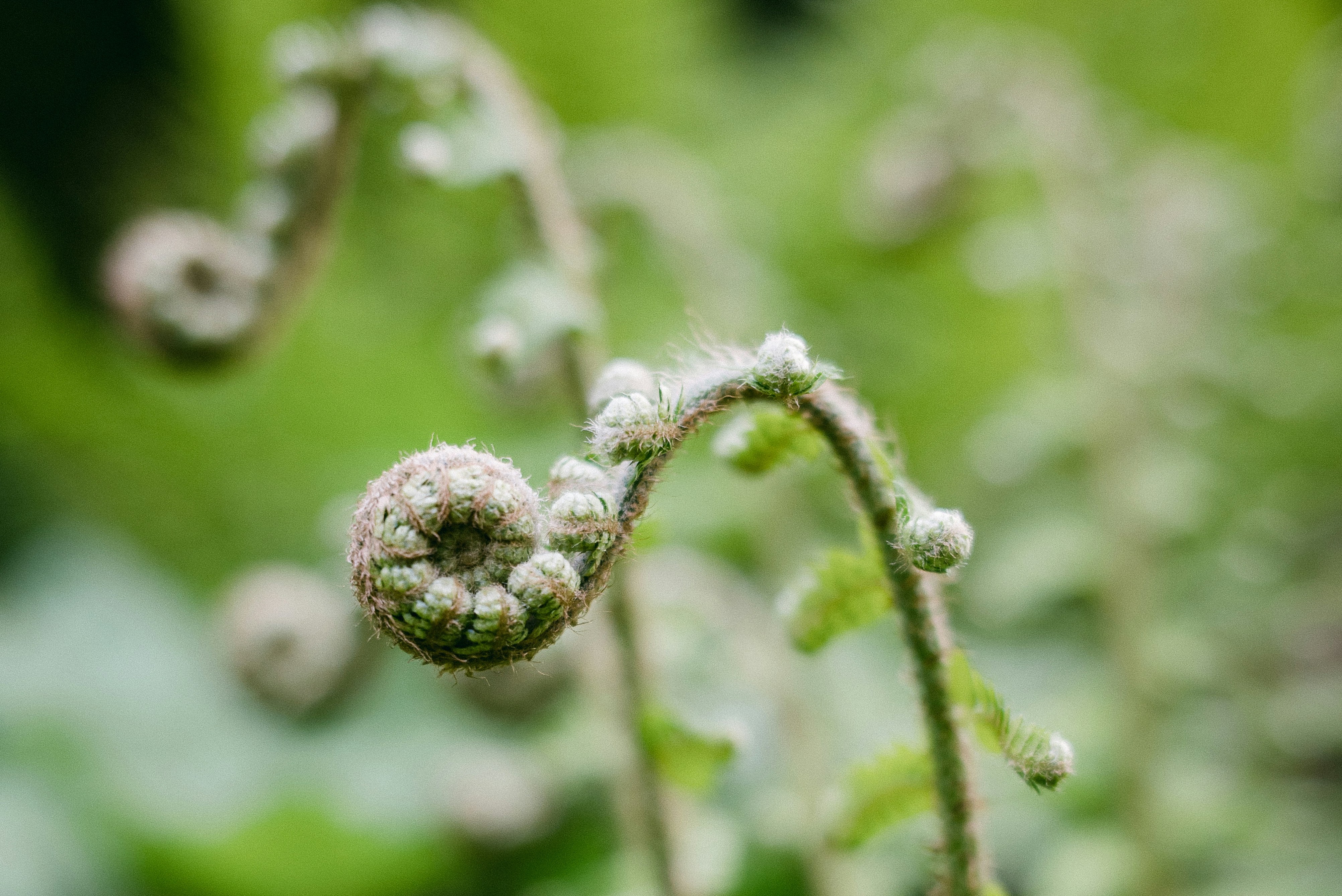 curling frond in the forest