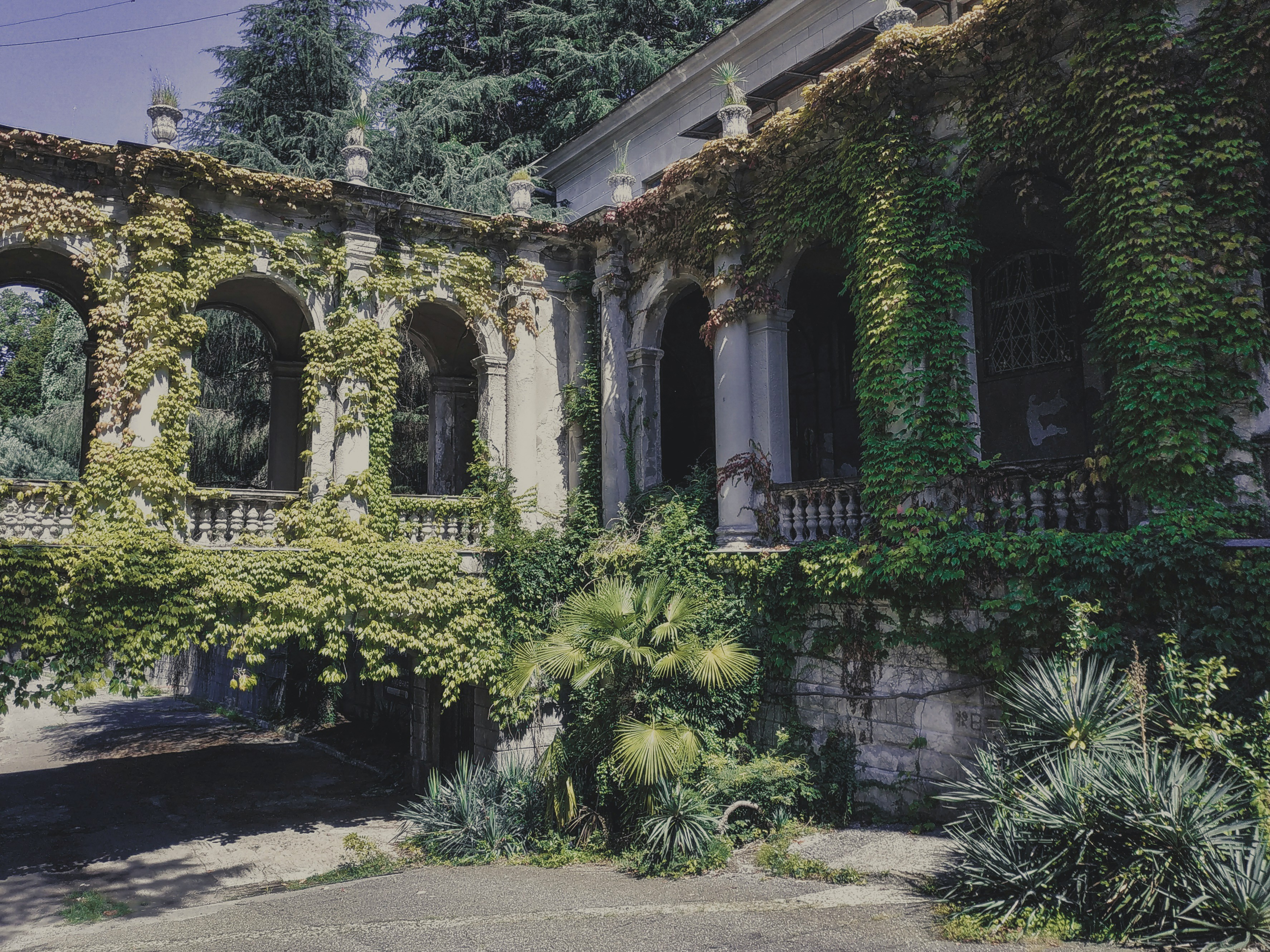 old garden arches with ivy